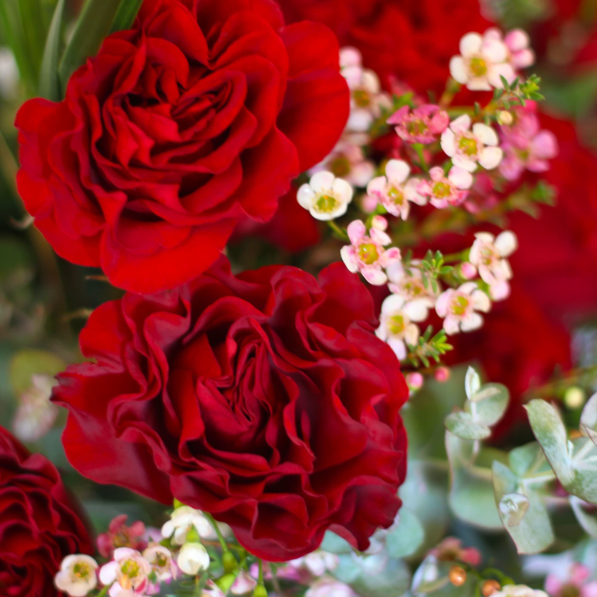 A dozen classic simple elegance Garden Heart rose with mix green and, photo 4 of 4