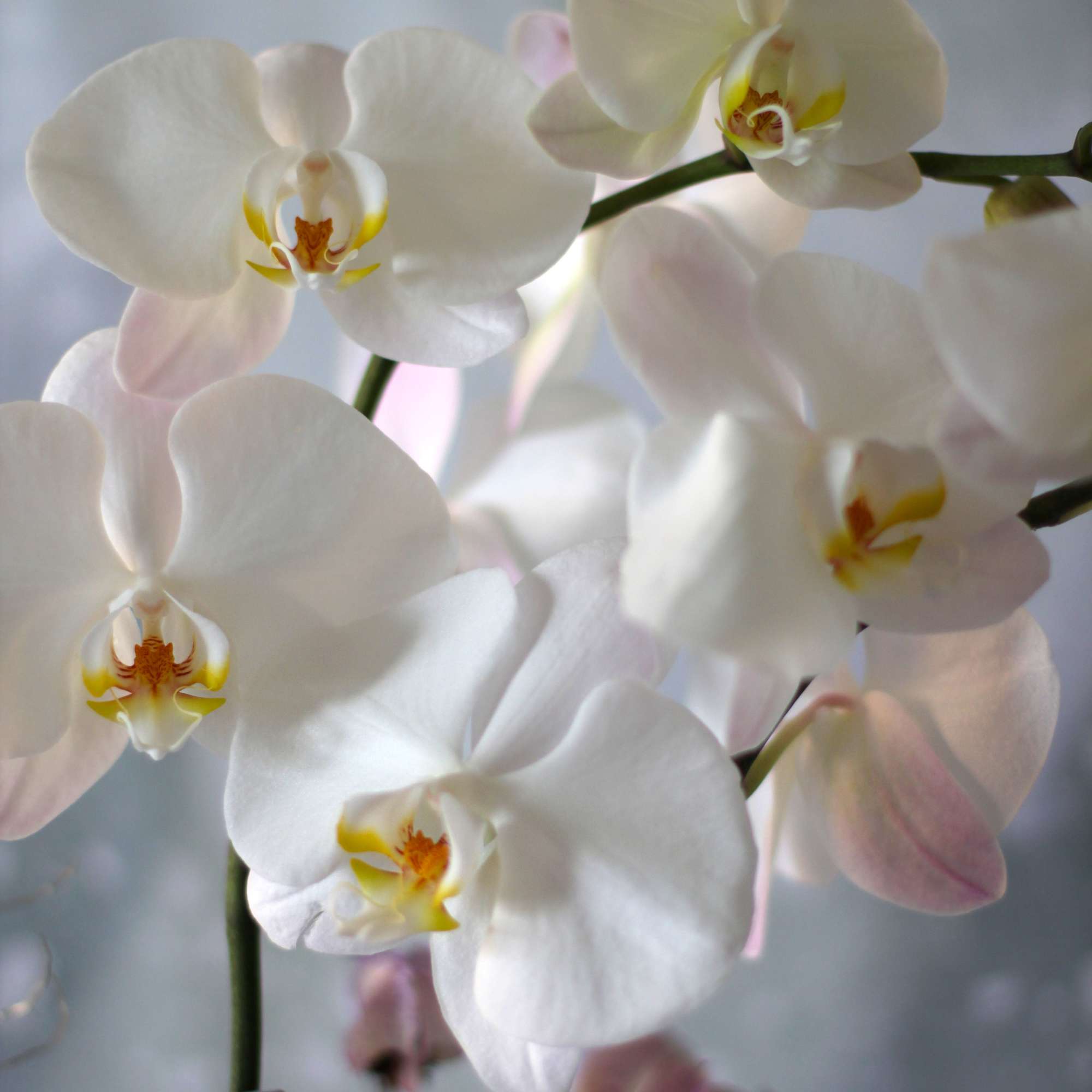 This limited mother's day artful Orchid arrangement featuring large white Phalaenopsis orchids, photo 3 of 4