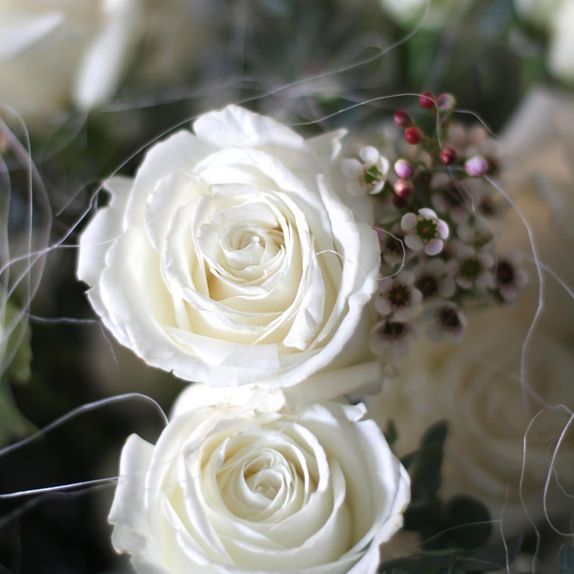 White Rose represents the beauty and purity of true love.  We, photo 3 of 3
