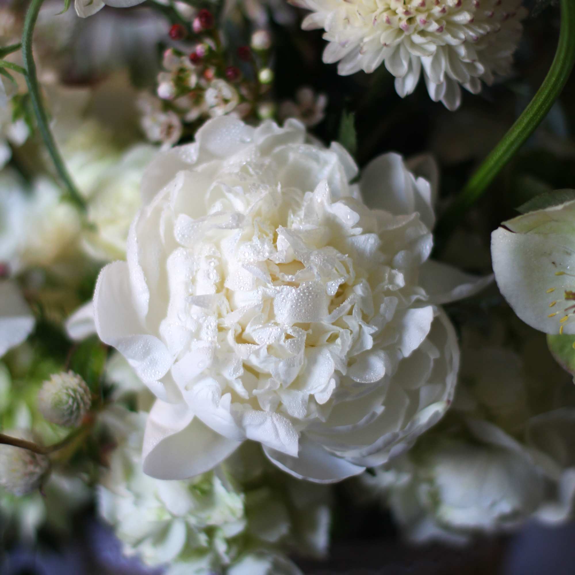 An elegant luxury arrangement with all precious ivory bloom, such as garden, photo 5 of 6