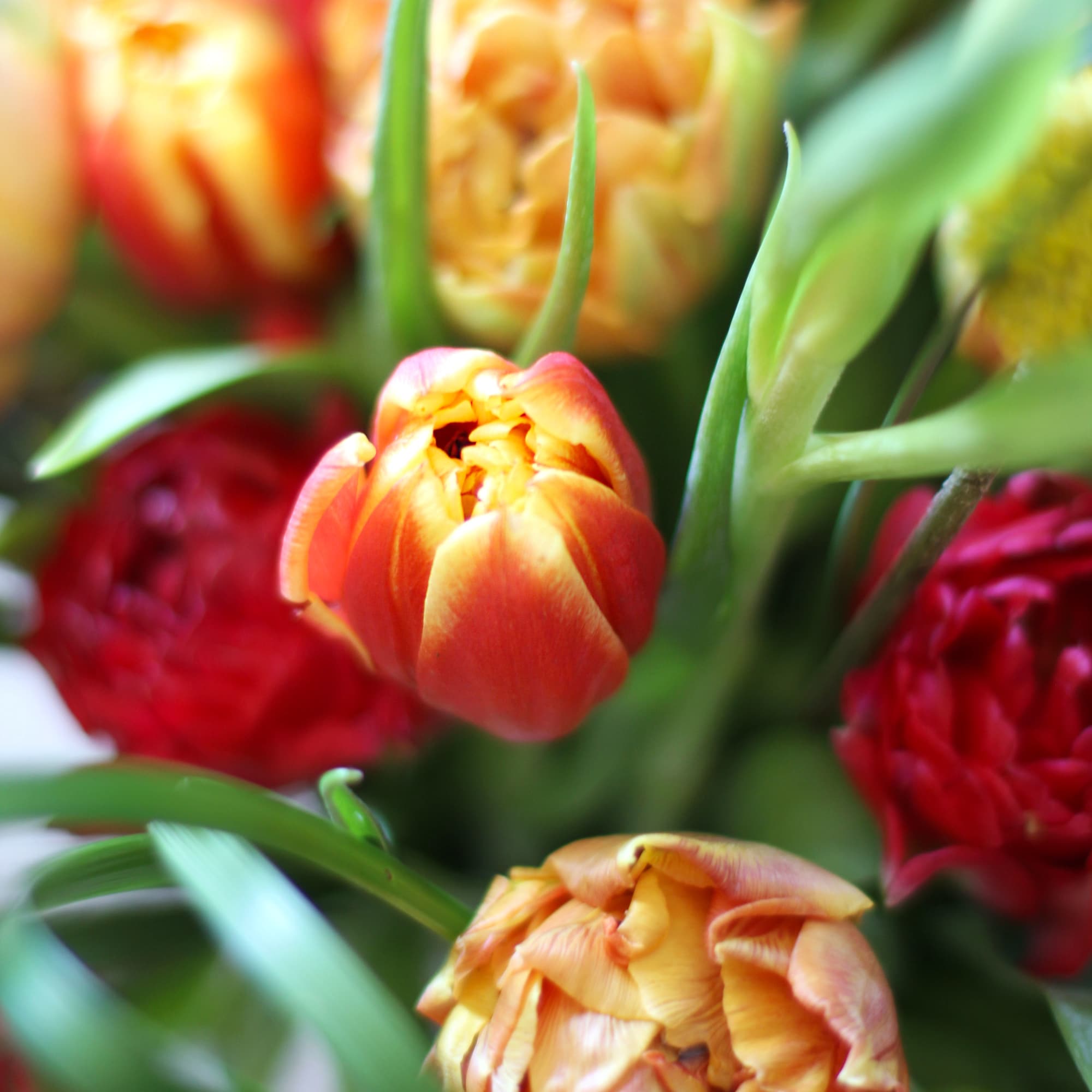 27-30 stems Multi cheerful color Tulips arrange with Craspedia Billy, Bear grass, photo 3 of 4