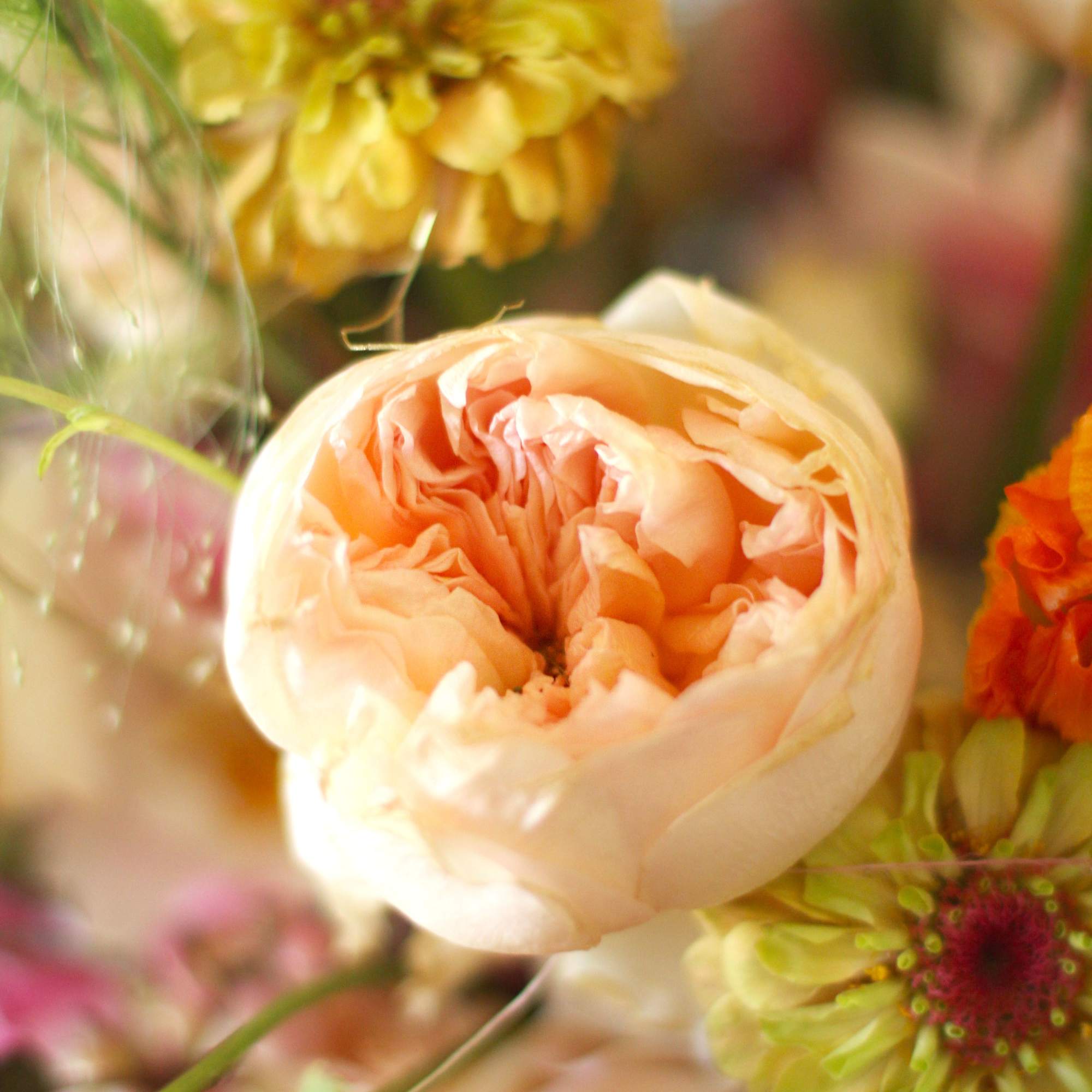 A Peach , blush , pink color palette arrange with Luxury Garden, photo 4 of 5