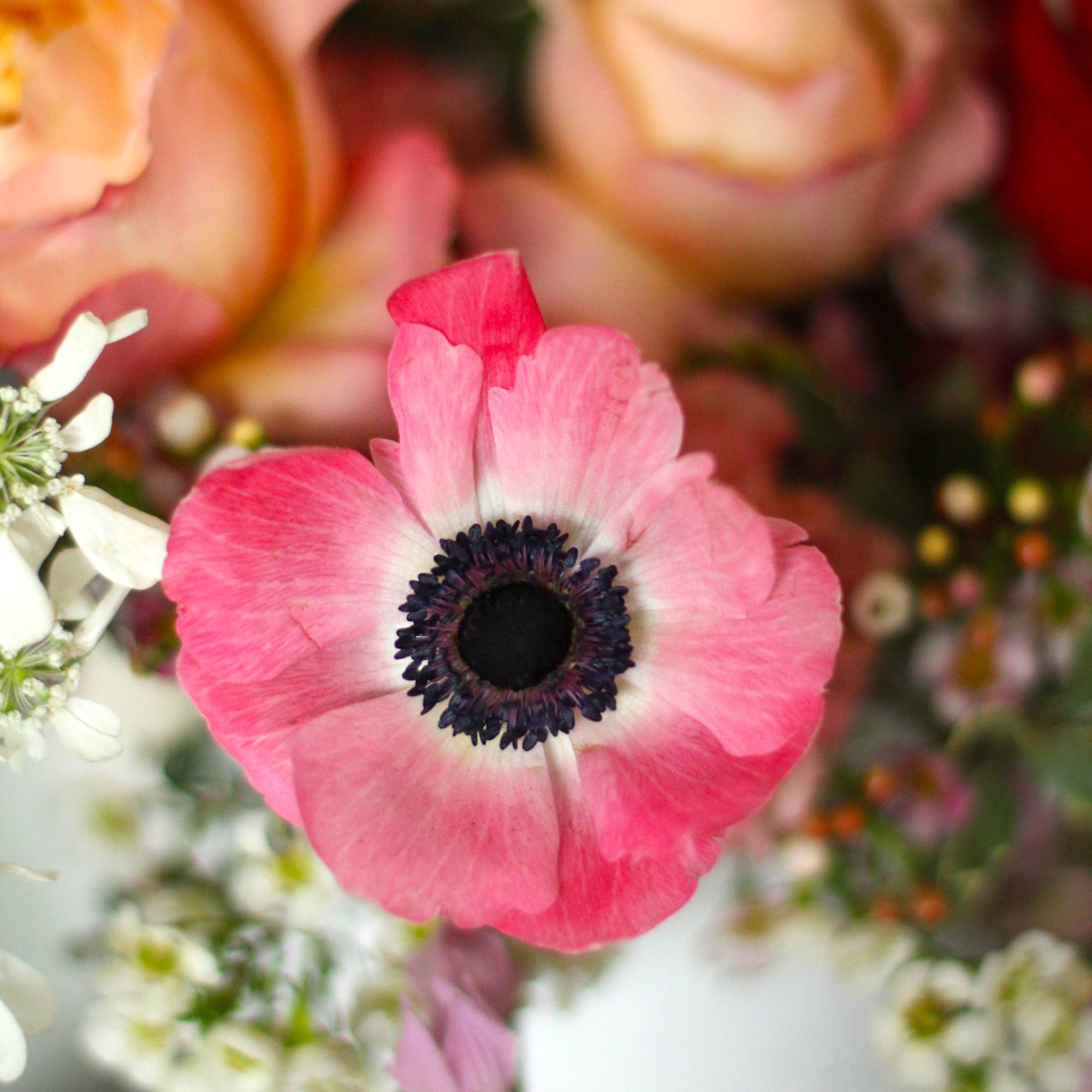 A unique stylish Ombre color arrangement creates on the special Raspberry red, photo 5 of 7
