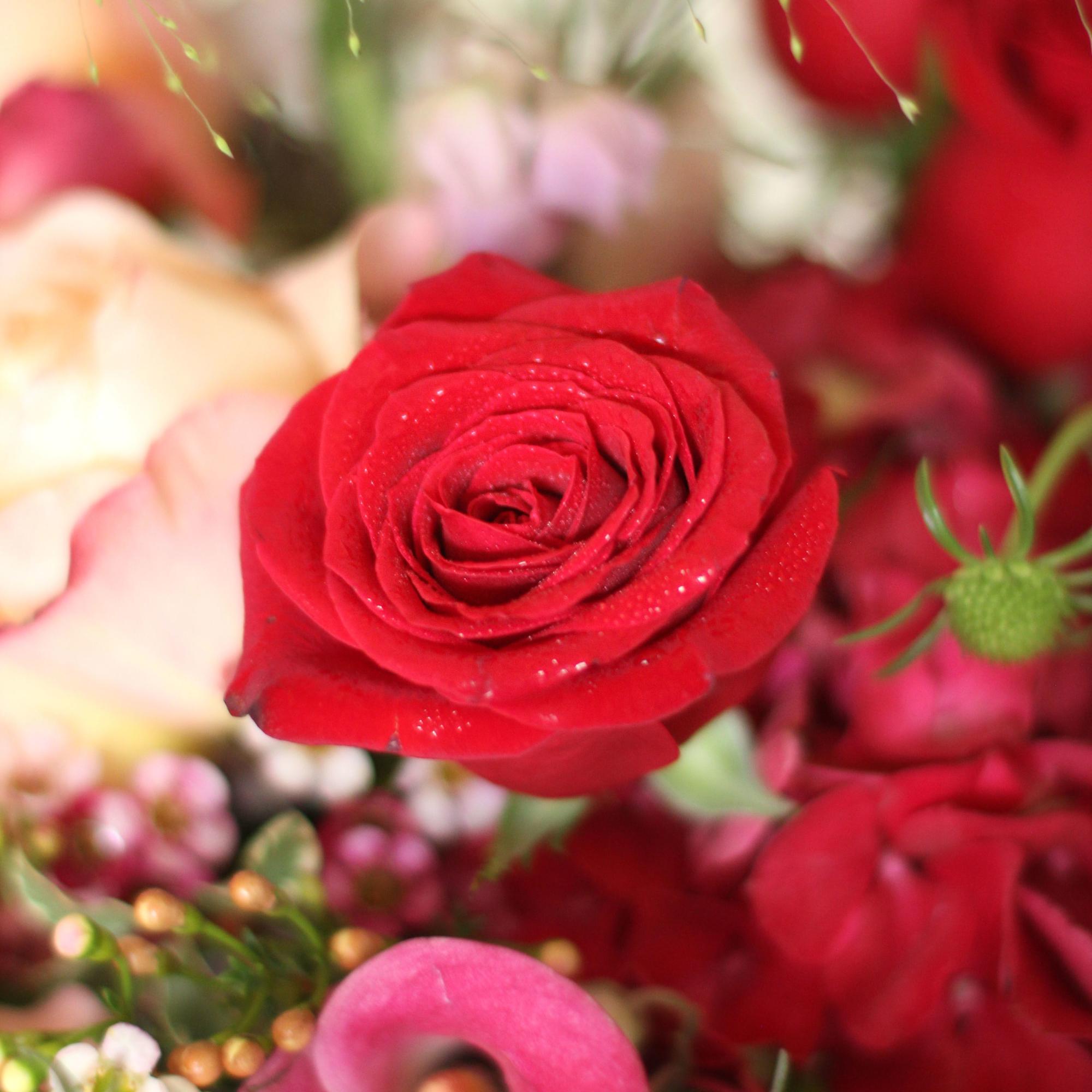 A unique stylish Ombre color arrangement creates on the special Raspberry red, photo 6 of 7