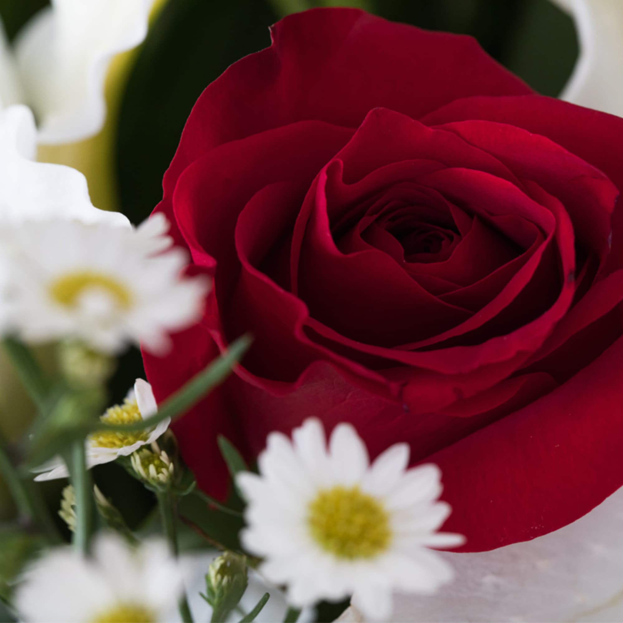 Close-up of a red rose surrounded by small white daisy-like flowers with yellow centers