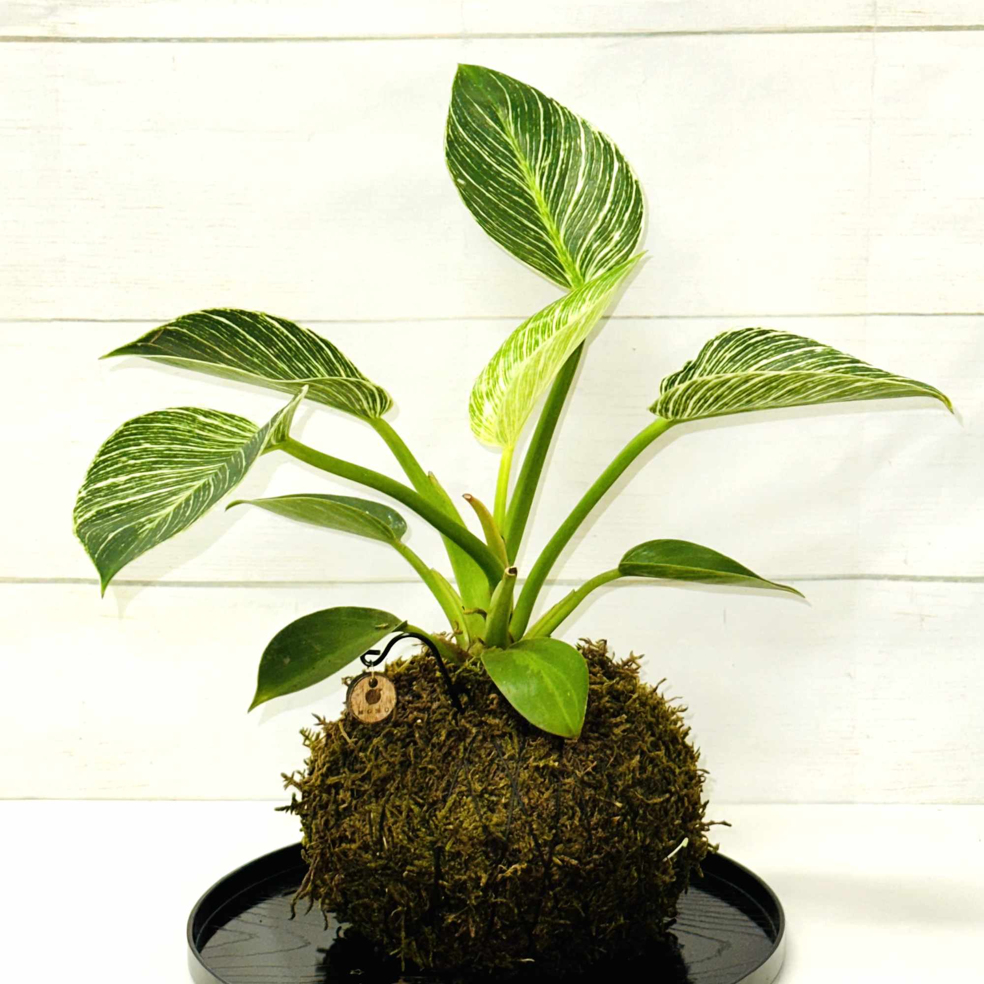 Kokedama-style houseplant with variegated green and white leaves on a moss ball on a black tray