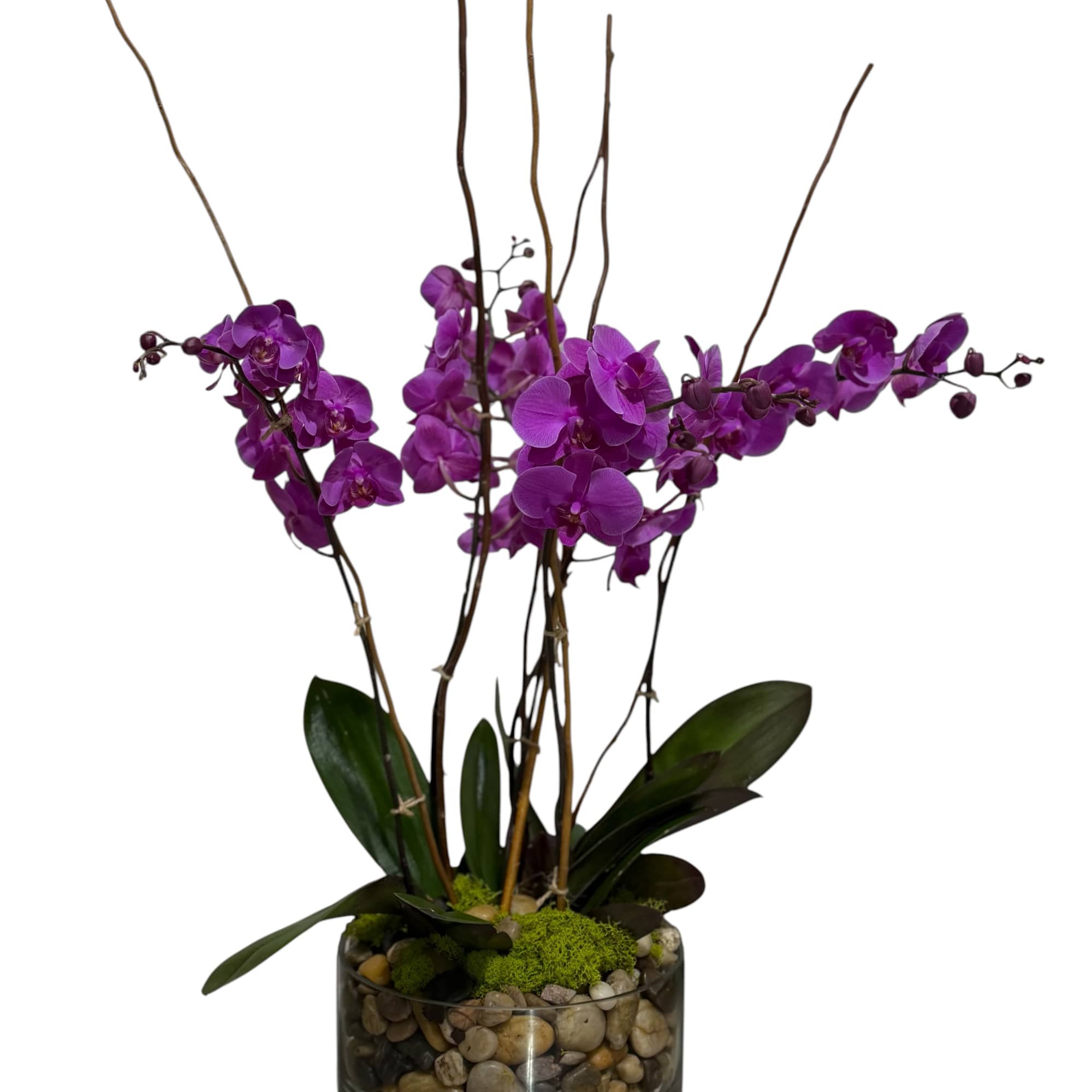 Vivid purple Phalaenopsis orchids arc gracefully from a low glass bowl to