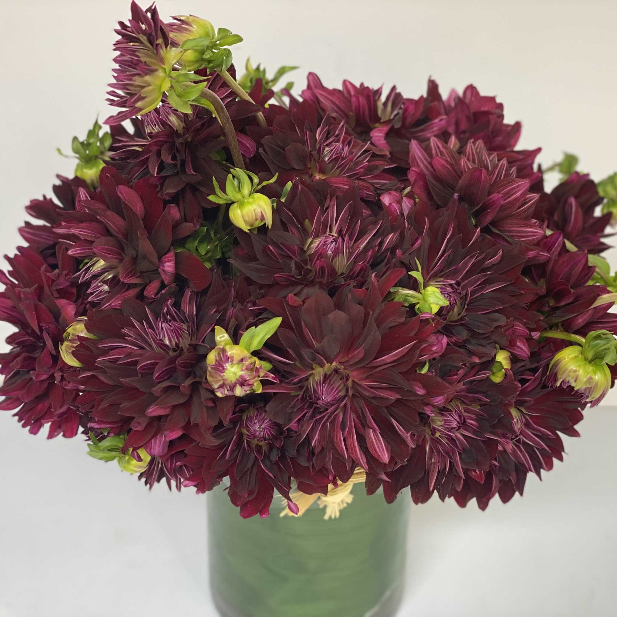Award - Winning Dahlia 'Nuit d' Ete' is a devilishly dark burgundy, photo 8 of 10