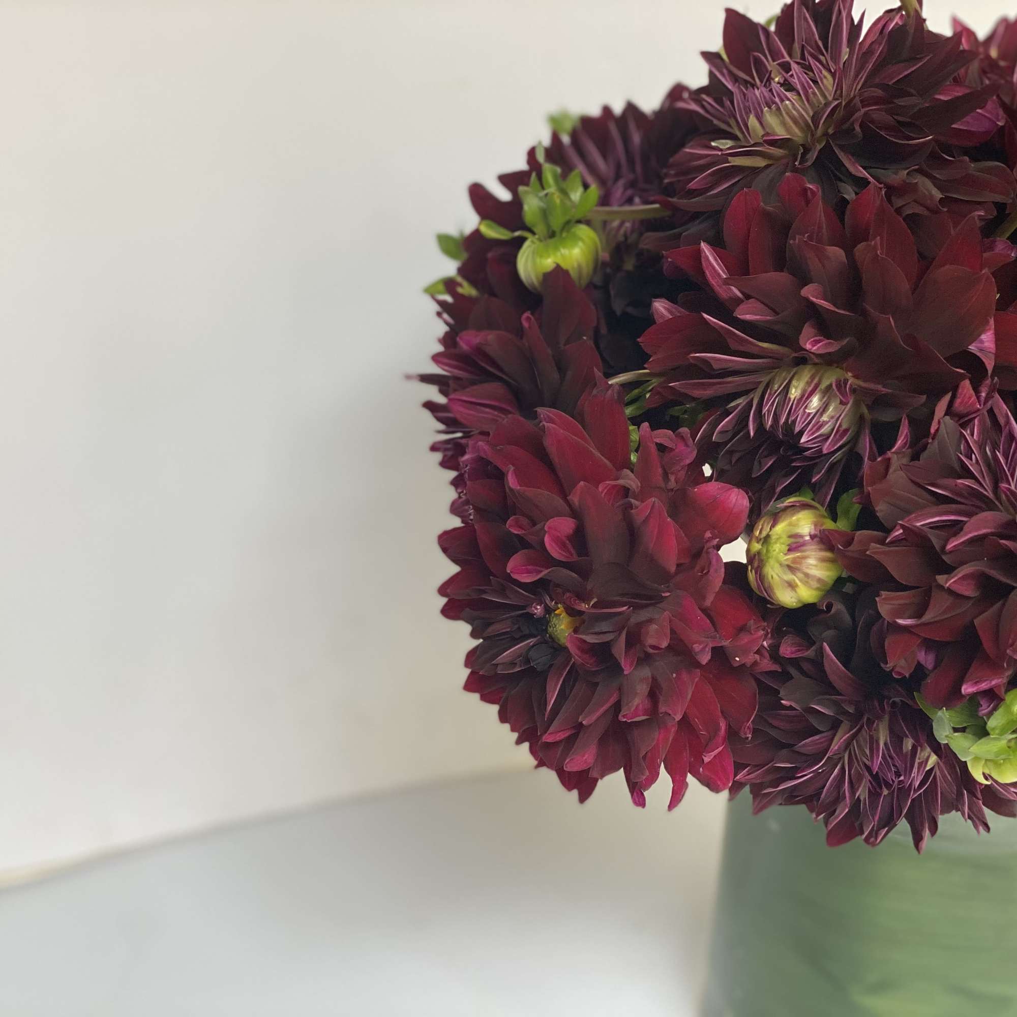 Award - Winning Dahlia 'Nuit d' Ete' is a devilishly dark burgundy, photo 10 of 10