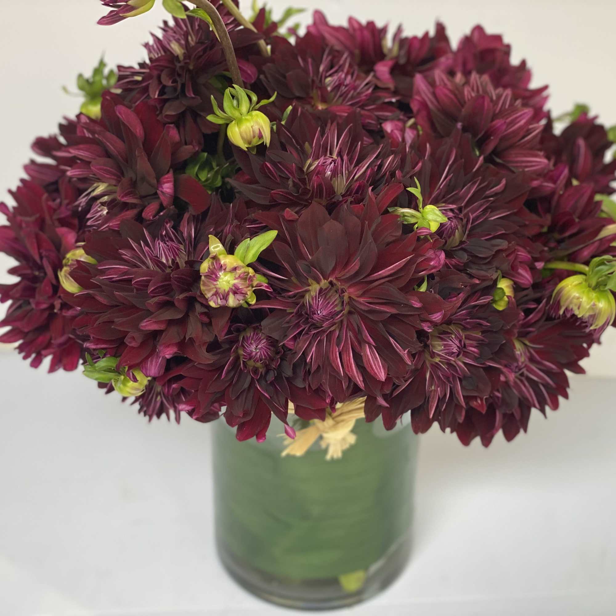 Award - Winning Dahlia 'Nuit d' Ete' is a devilishly dark burgundy, photo 2 of 10