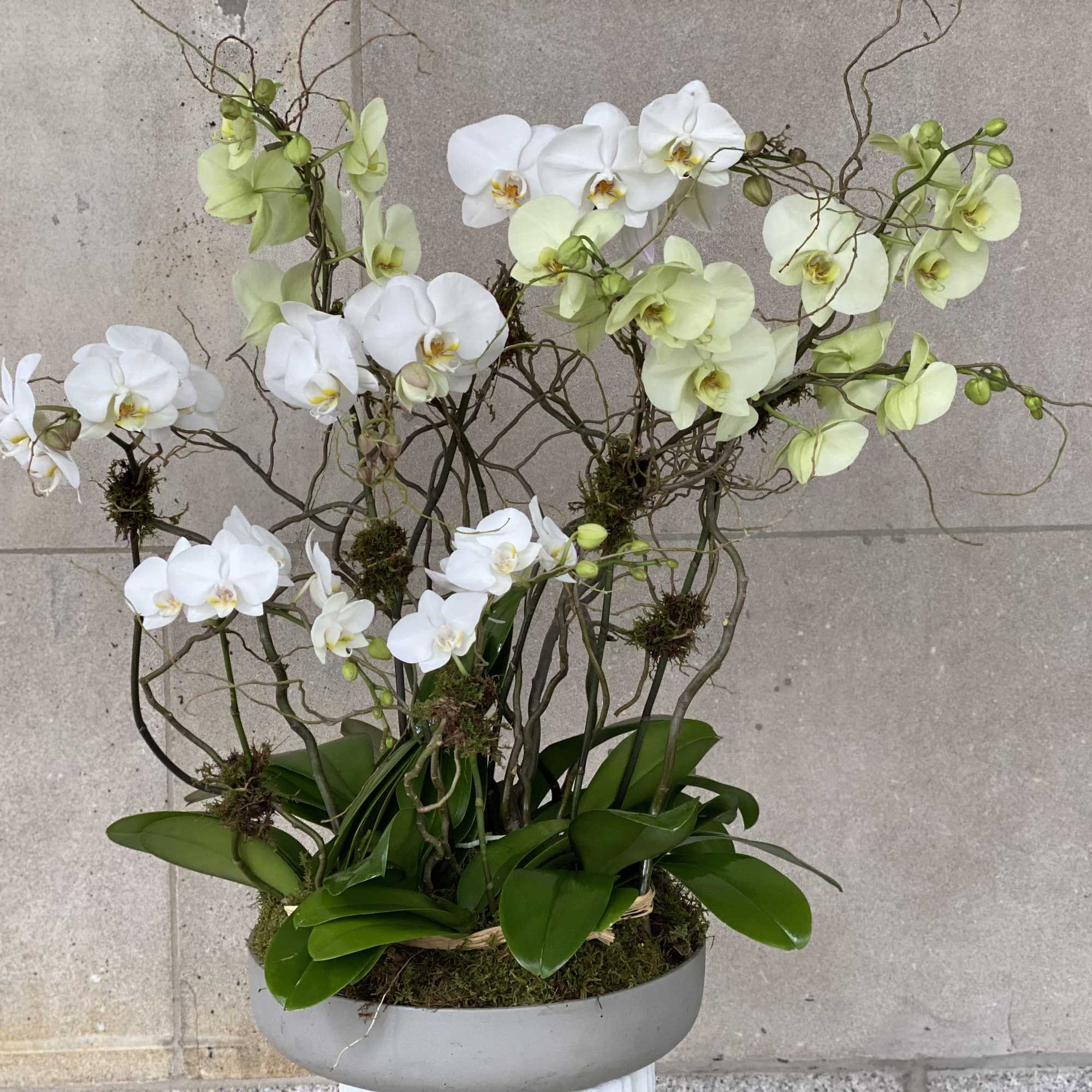 Flowers by Philip offers a large selection of orchid plants in various