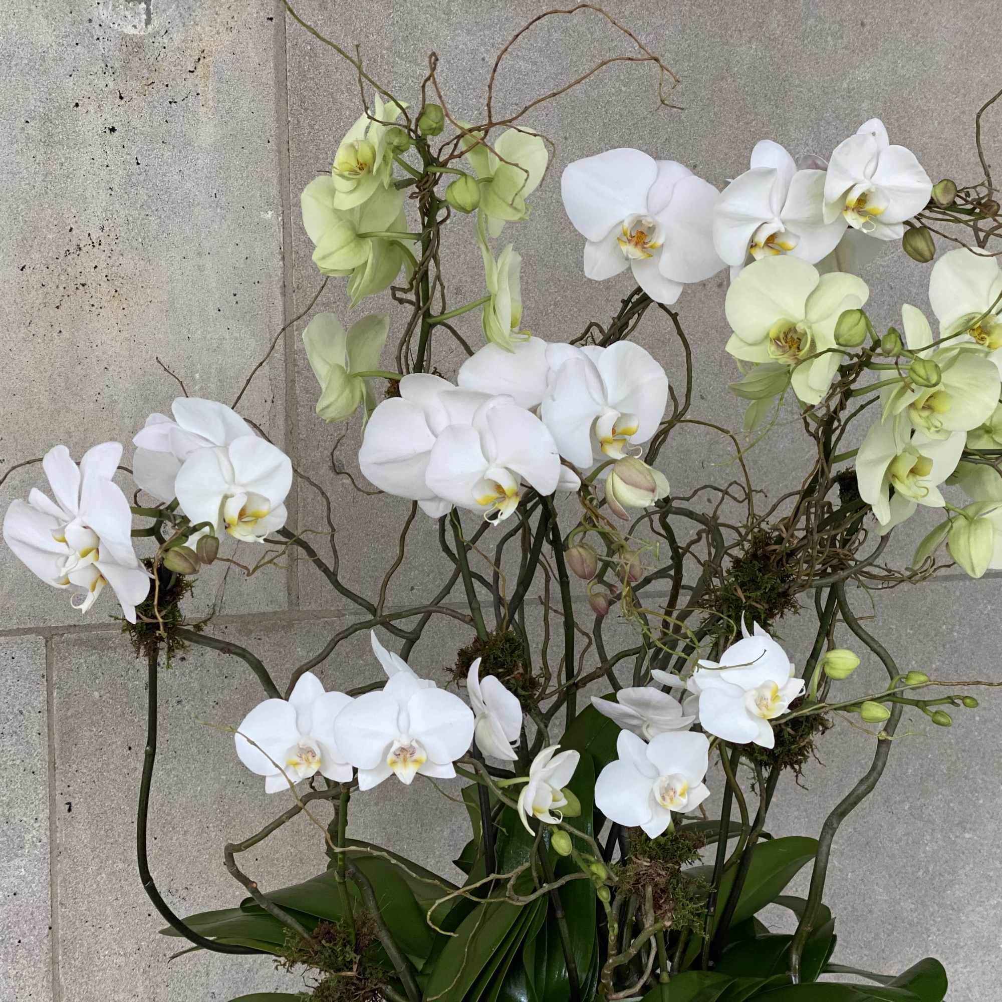 Flowers by Philip offers a large selection of orchid plants in various, photo 2 of 5