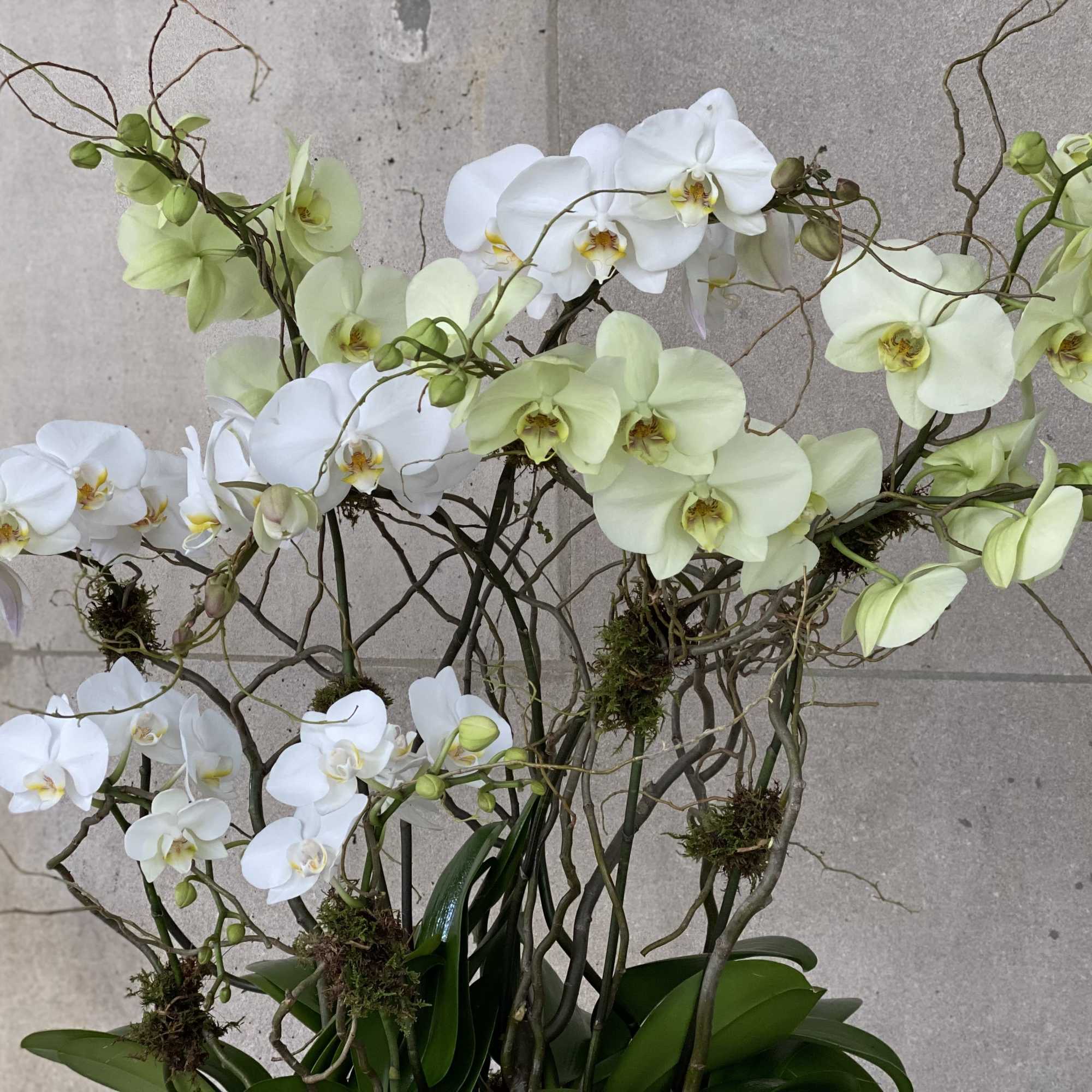 Flowers by Philip offers a large selection of orchid plants in various, photo 3 of 5