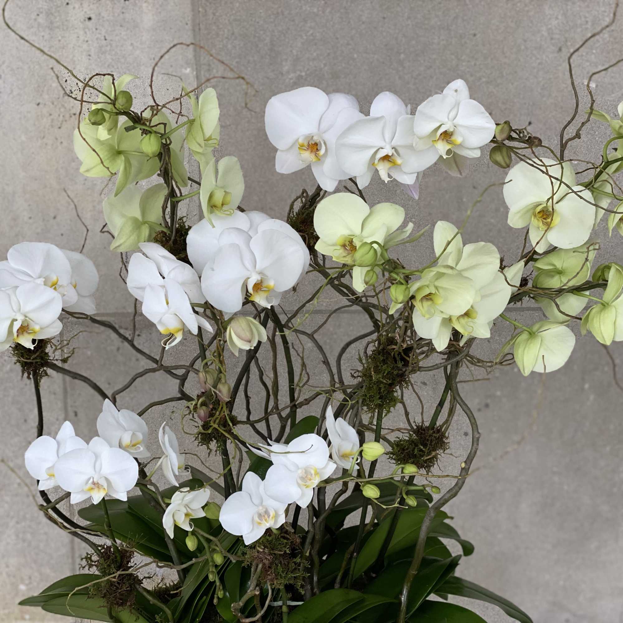 Flowers by Philip offers a large selection of orchid plants in various, photo 4 of 5