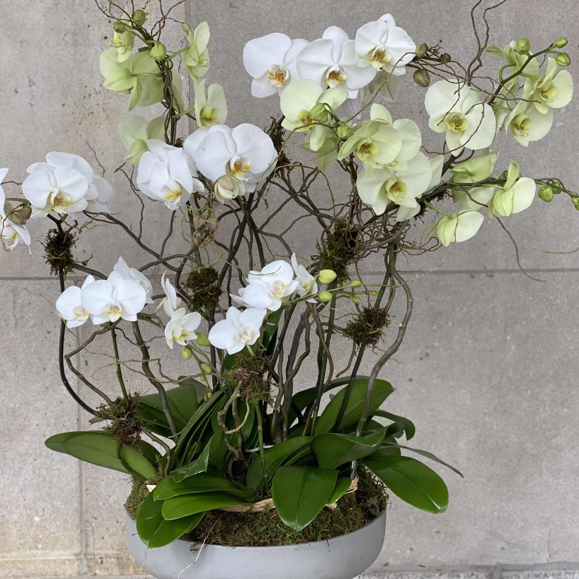 Flowers by Philip offers a large selection of orchid plants in various, photo 5 of 5
