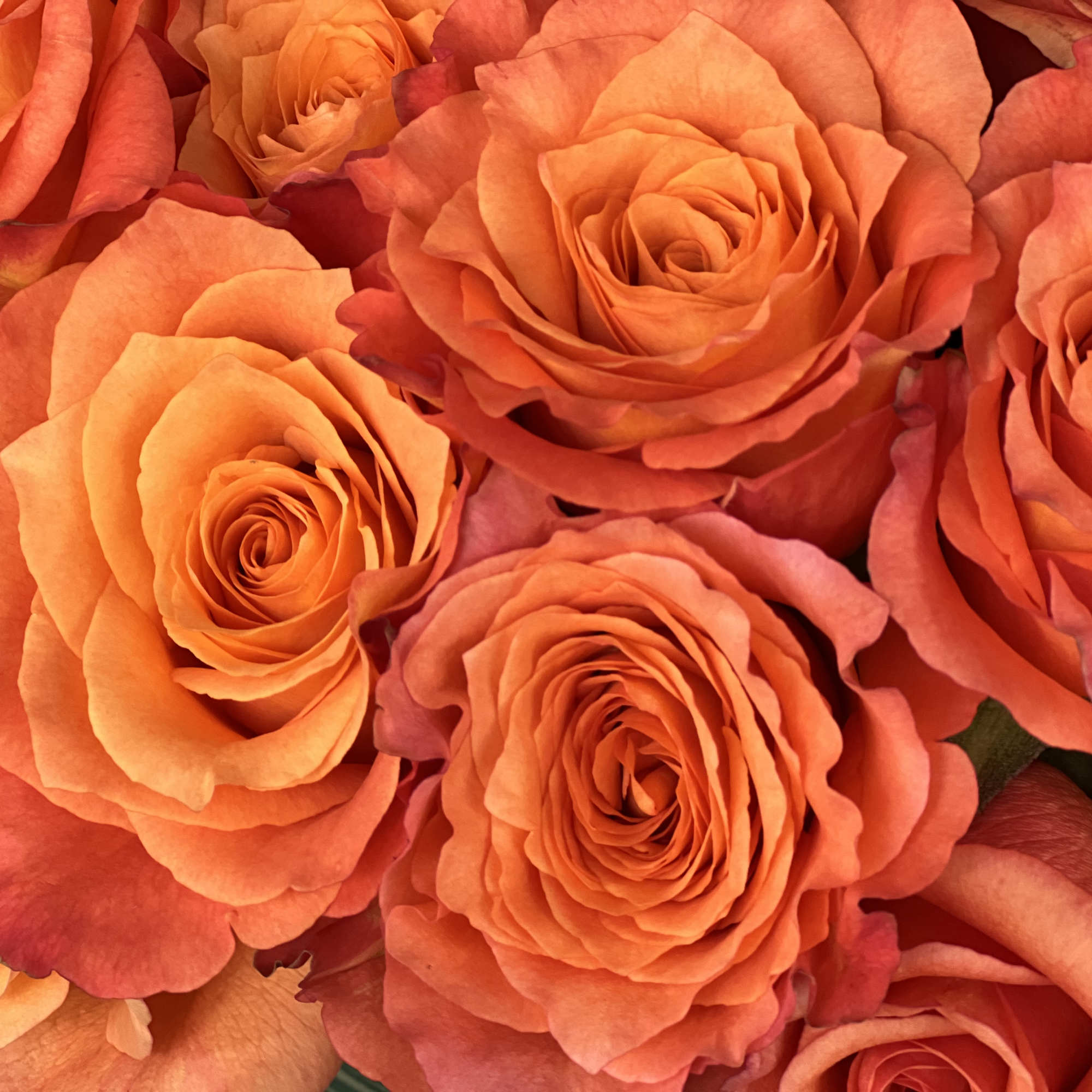 Close-up of orange roses clustered together