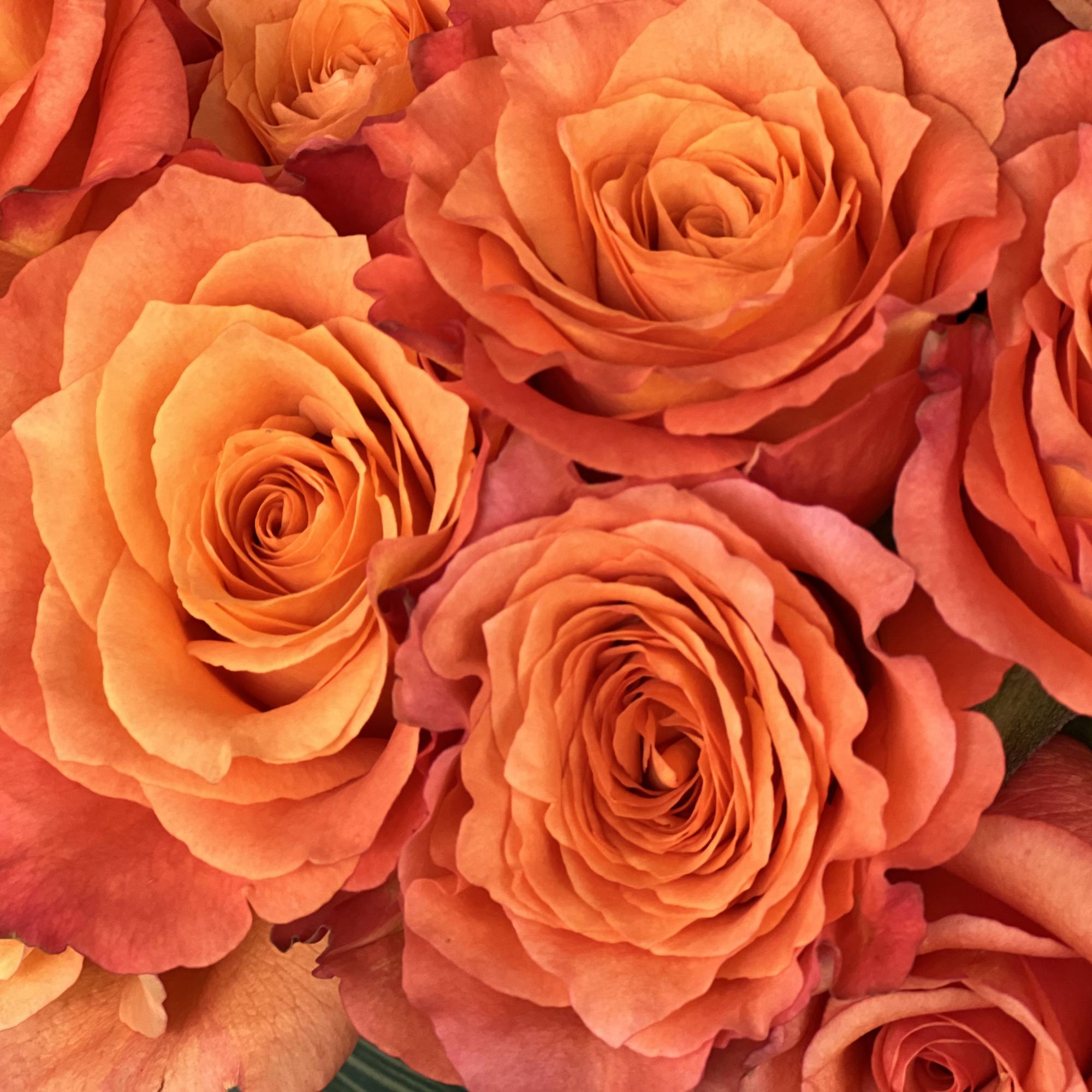 We're excited to announce that we now offer exquisite long-stemmed rose arrangements, photo 6 of 7