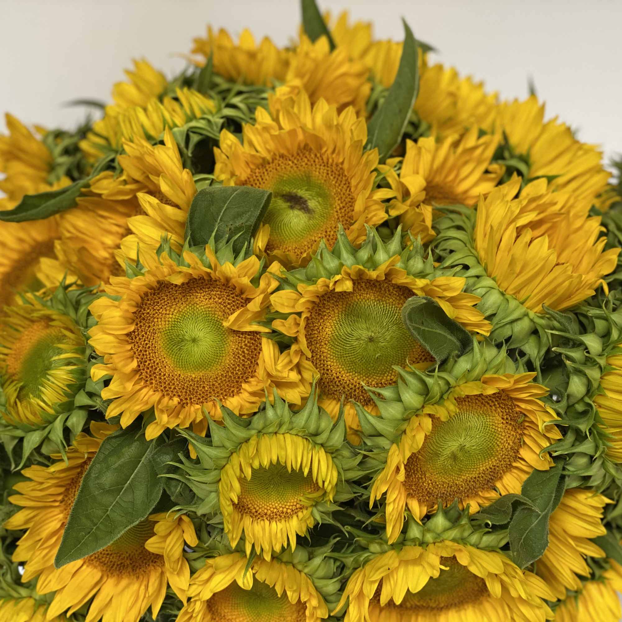 LOW AND FULL COMPOSITION OF THE NATIONAL FLOWER OF UKRAINE USE AS, photo 3 of 6