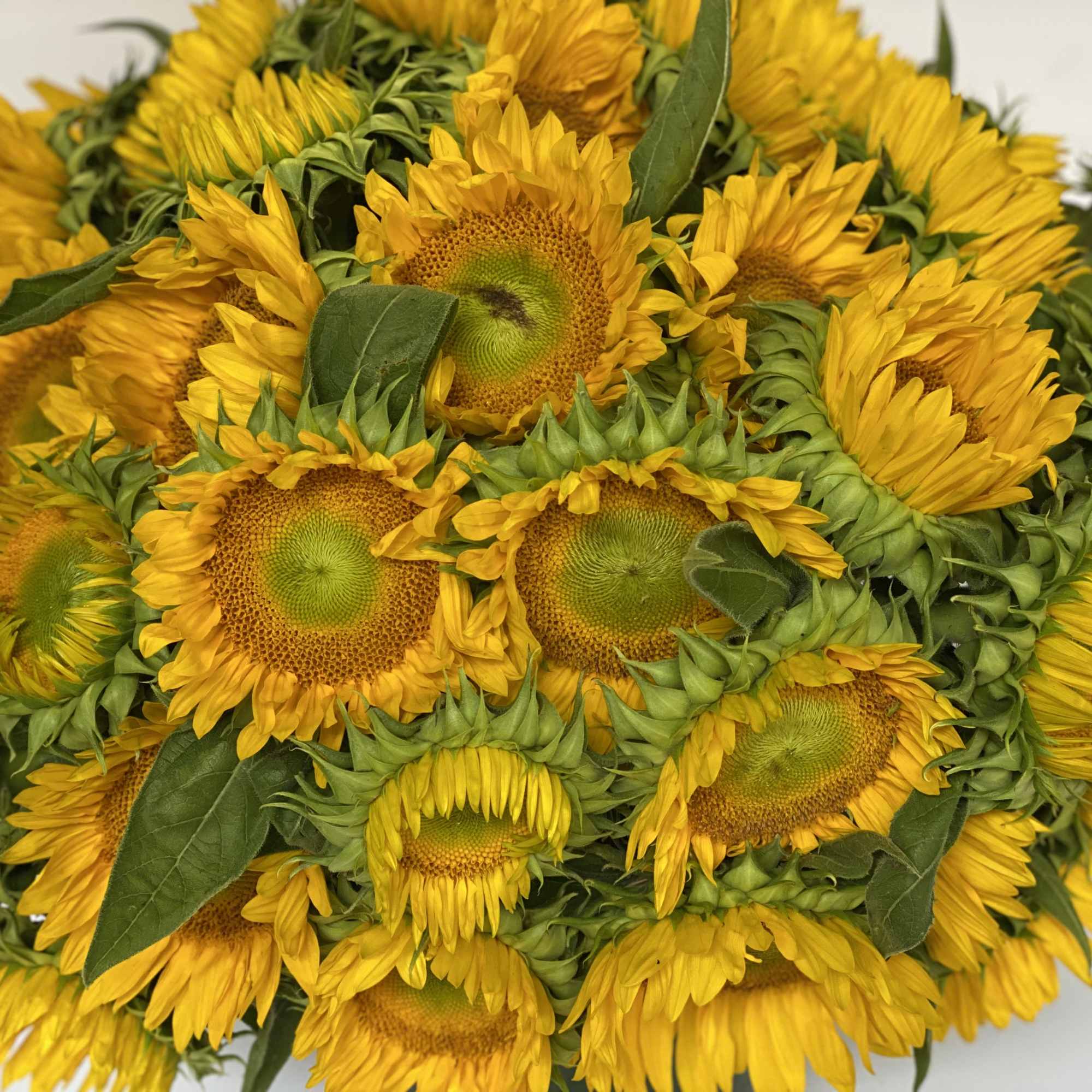 LOW AND FULL COMPOSITION OF THE NATIONAL FLOWER OF UKRAINE USE AS, photo 4 of 6