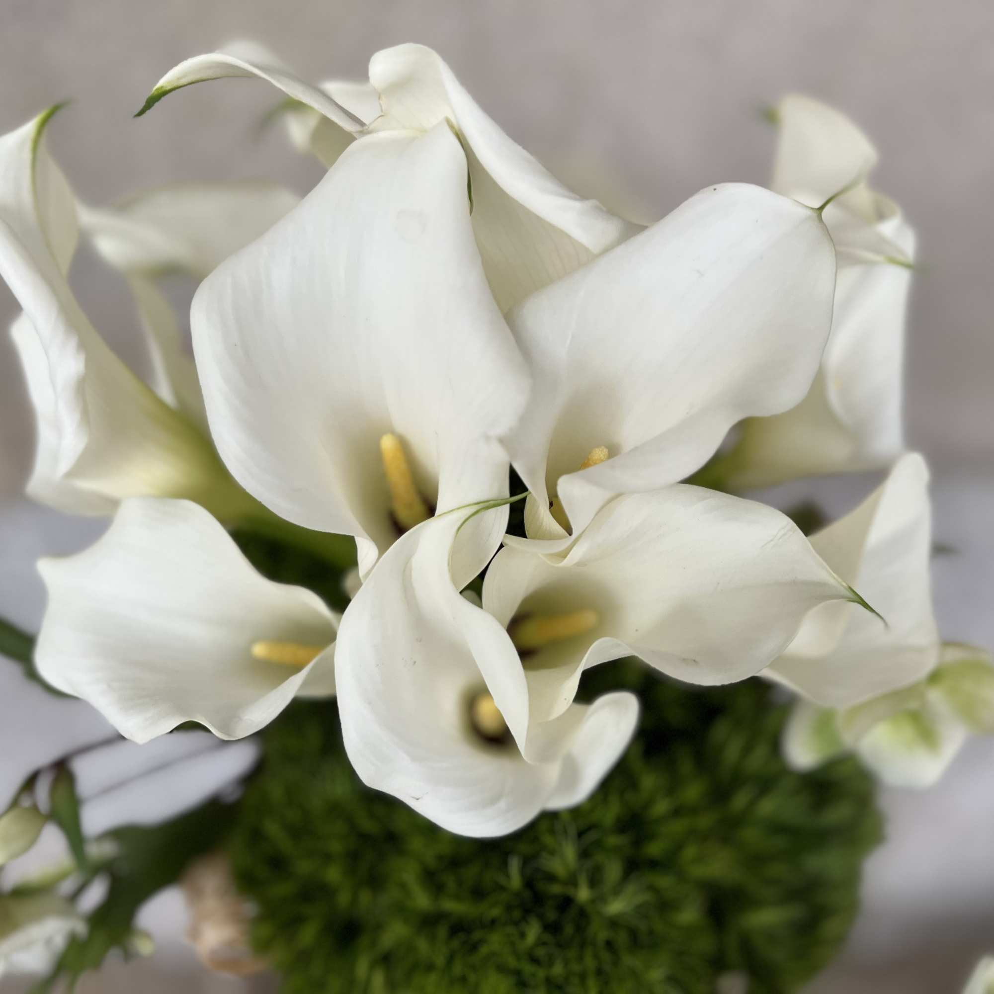 Clean, Elegant White Blooms that are the Ultimate in Pure Modern Sophistication

, photo 3 of 5