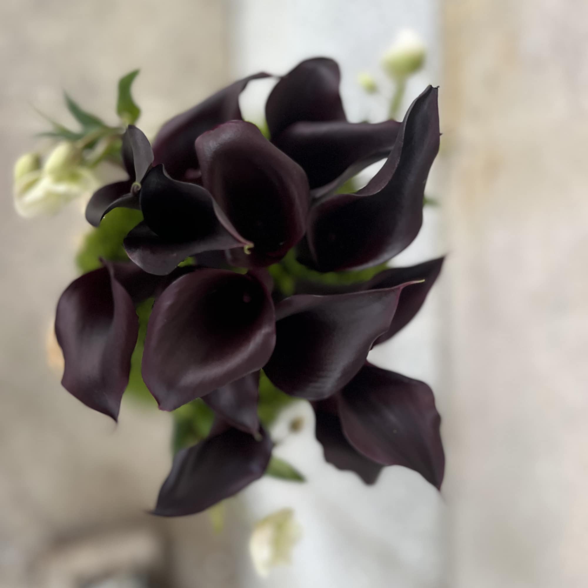 Clean, Elegant eggplant color calla lily's  that are the Ultimate in, photo 2 of 6