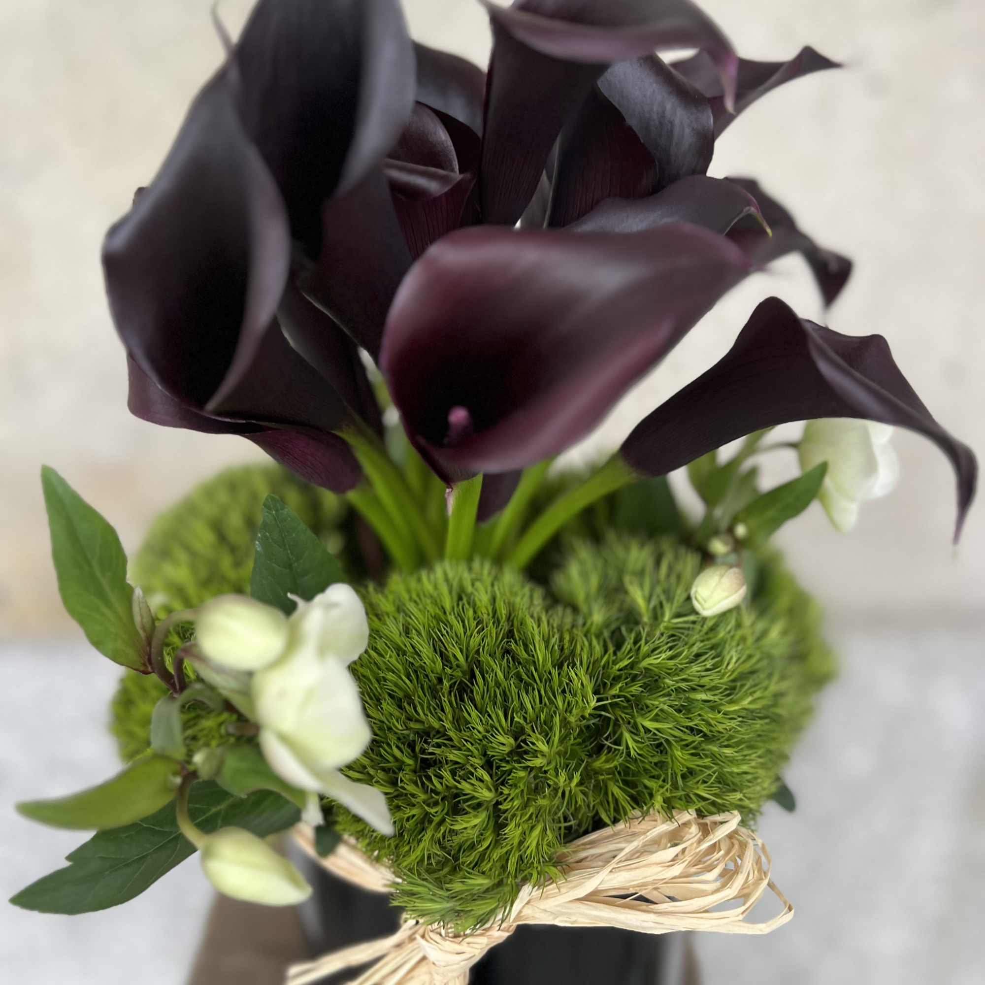 Dark purple calla lilies in a black vase with green moss and white blooms