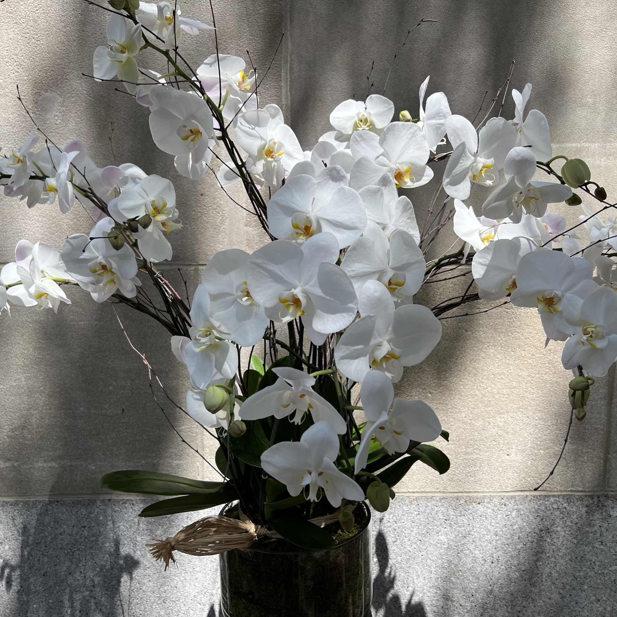 White orchid arrangement in a dark vase