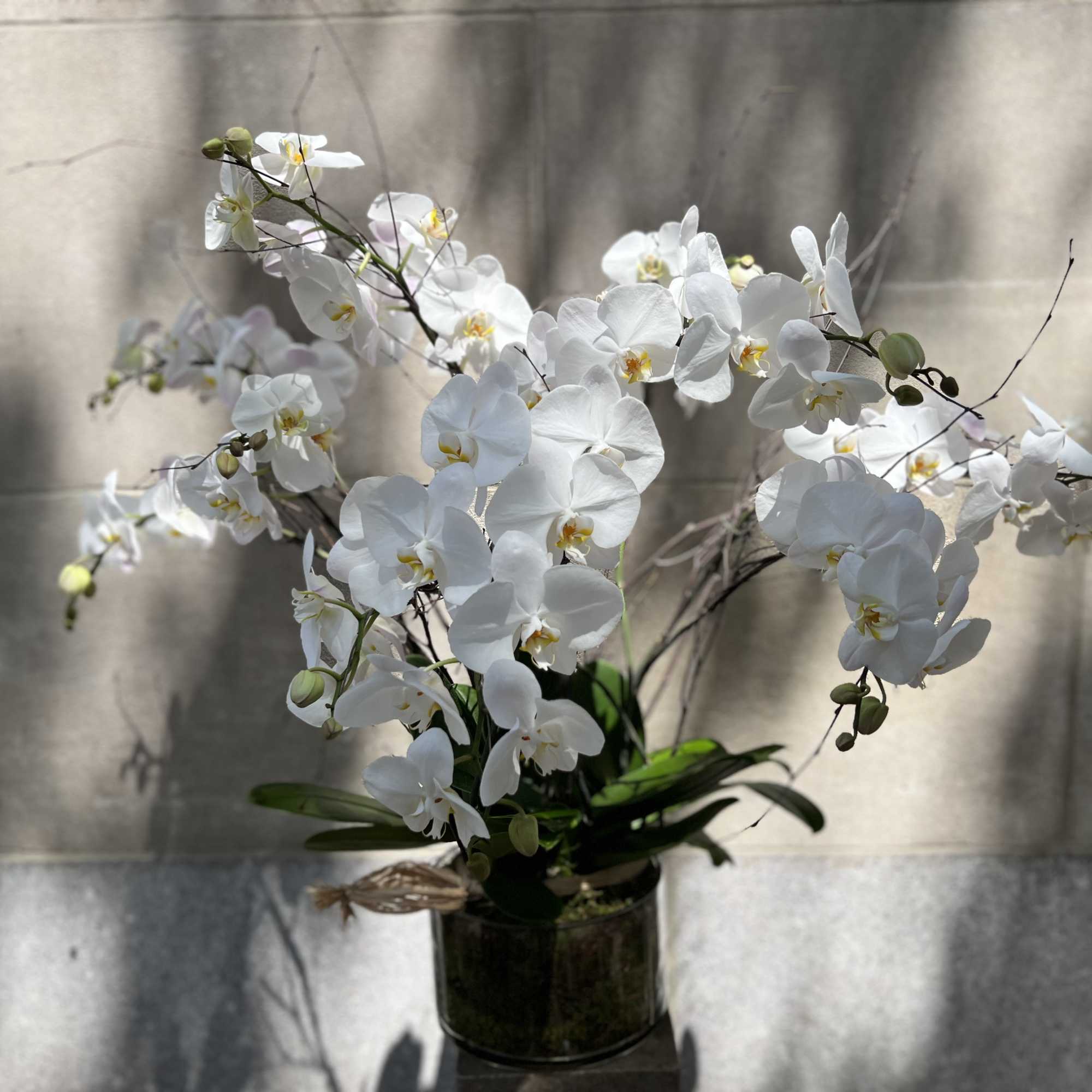 Features a white orchid planter set in a low round glass container, photo 2 of 10