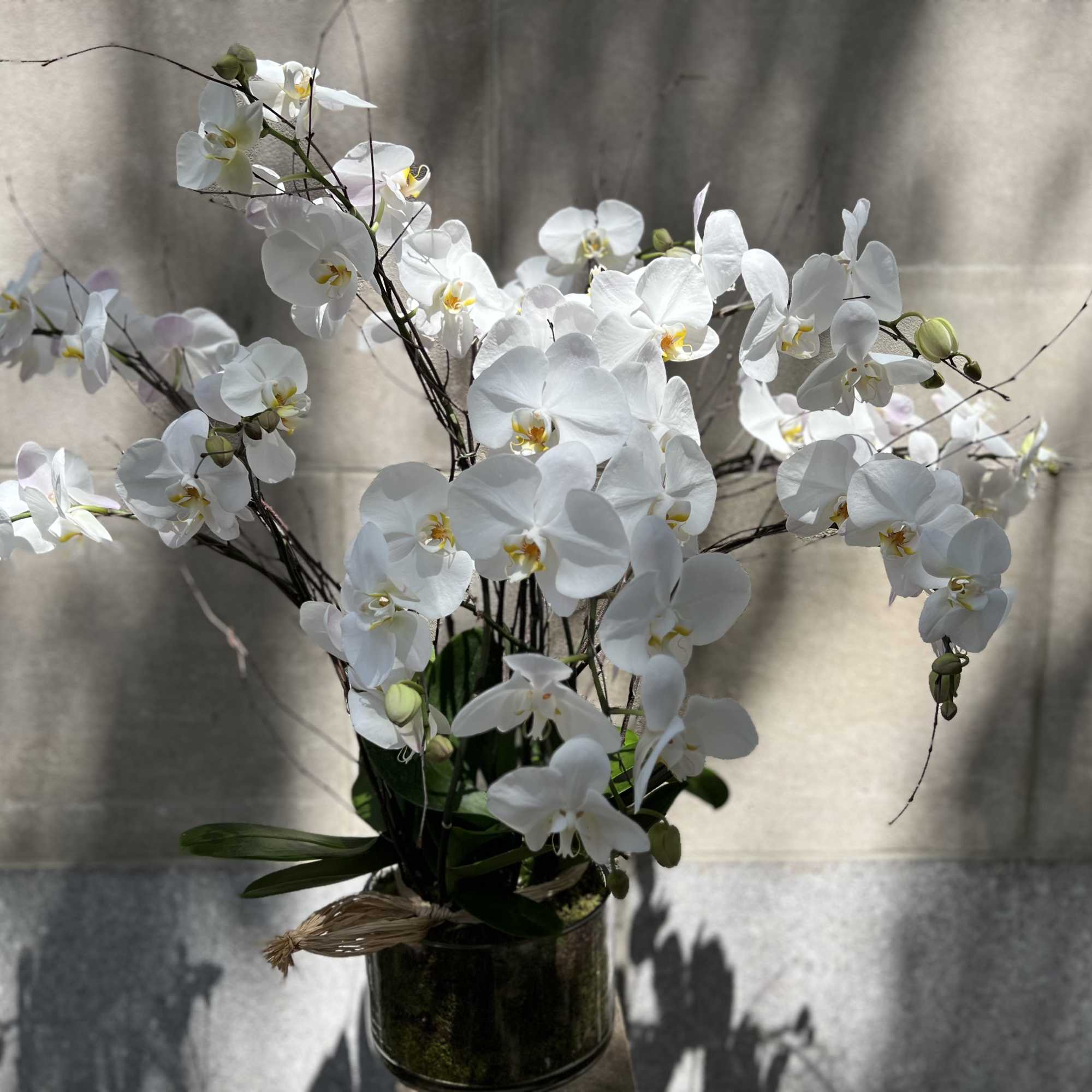 Features a white orchid planter set in a low round glass container, photo 10 of 10