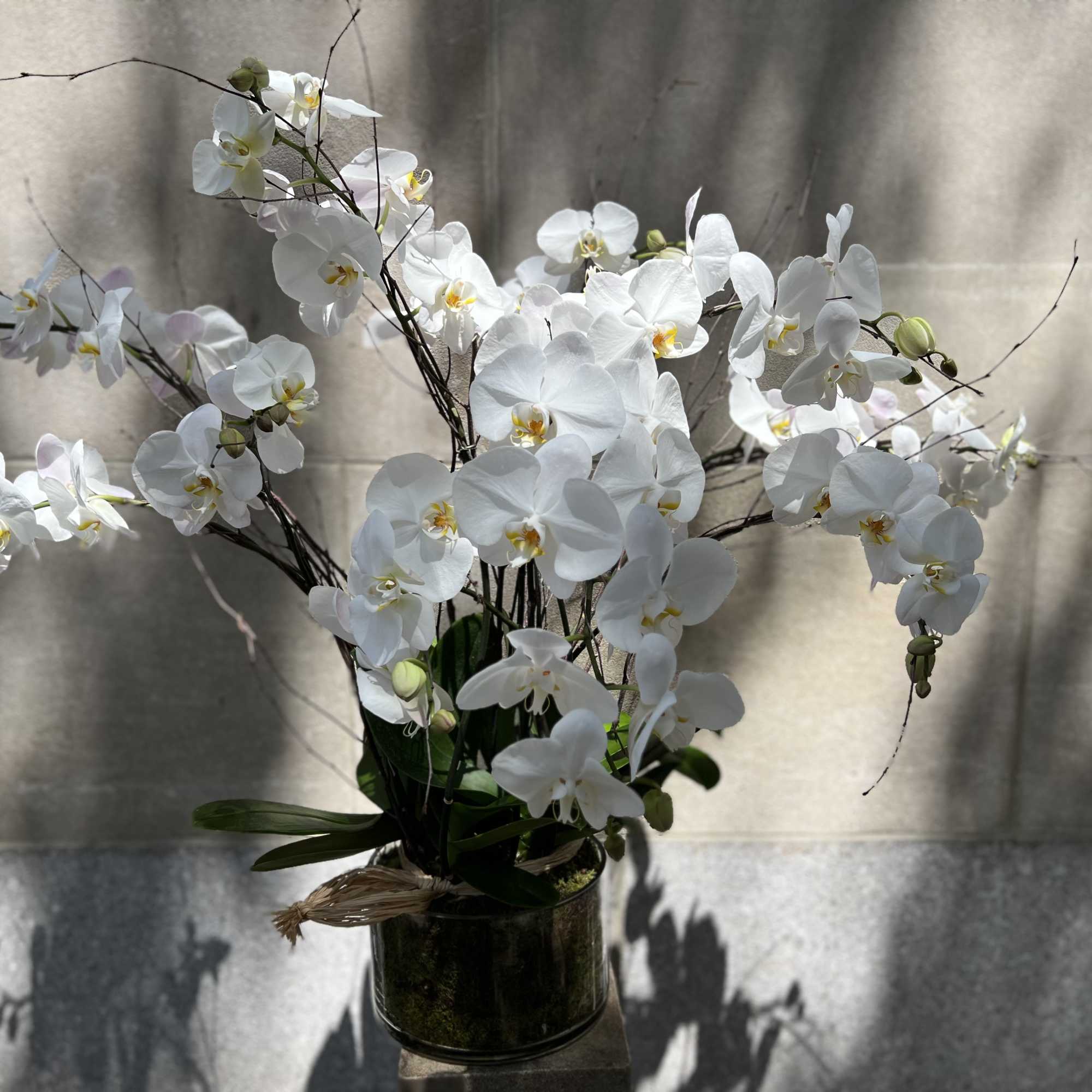 Features a white orchid planter set in a low round glass container