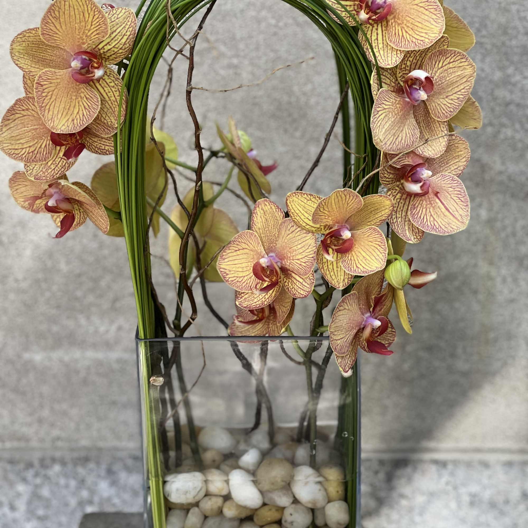 Elegant display of cut stem white orchid phalaenopsis captured by Australian flexi, photo 6 of 9