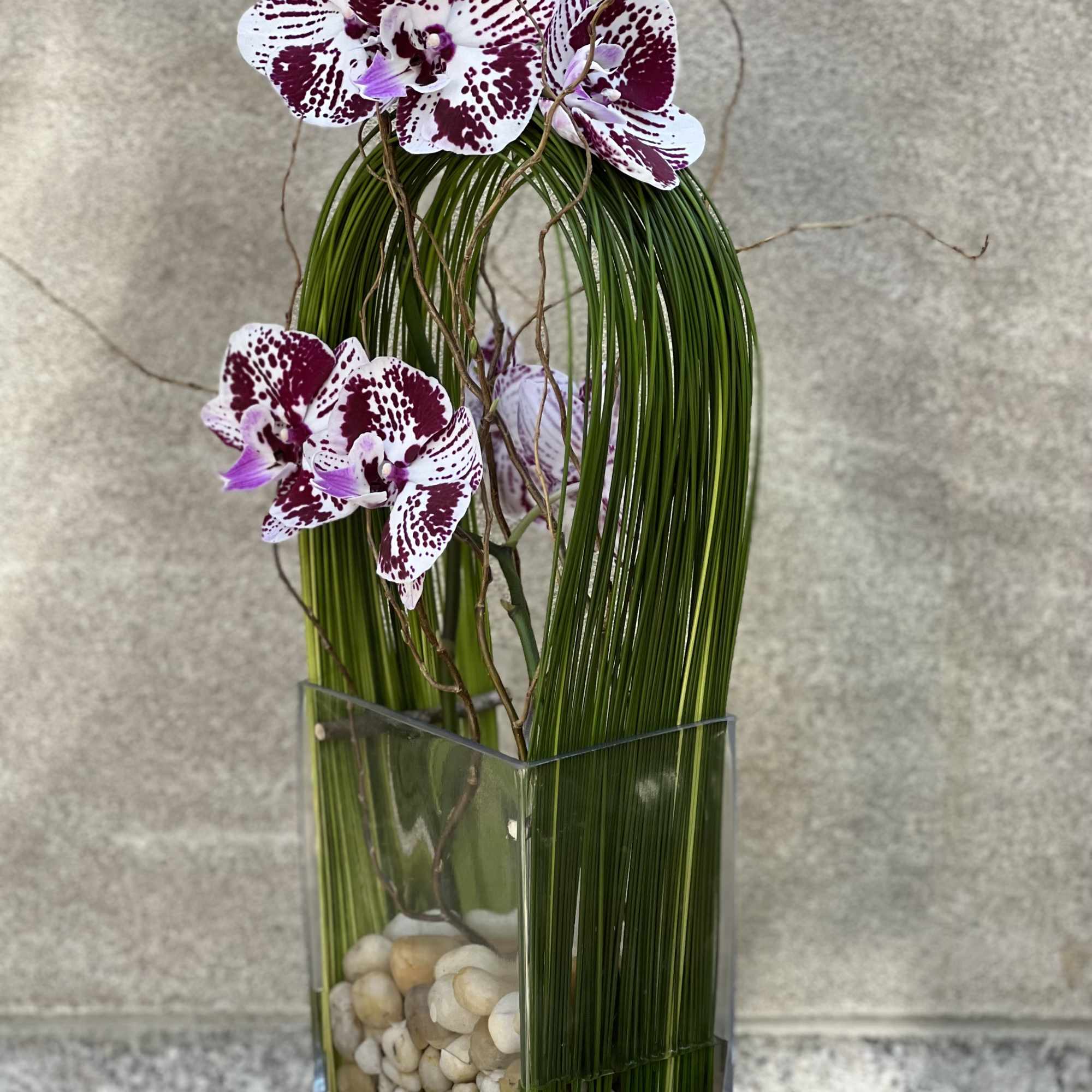 Elegant display of cut stem white orchid phalaenopsis captured by Australian flexi, photo 6 of 10