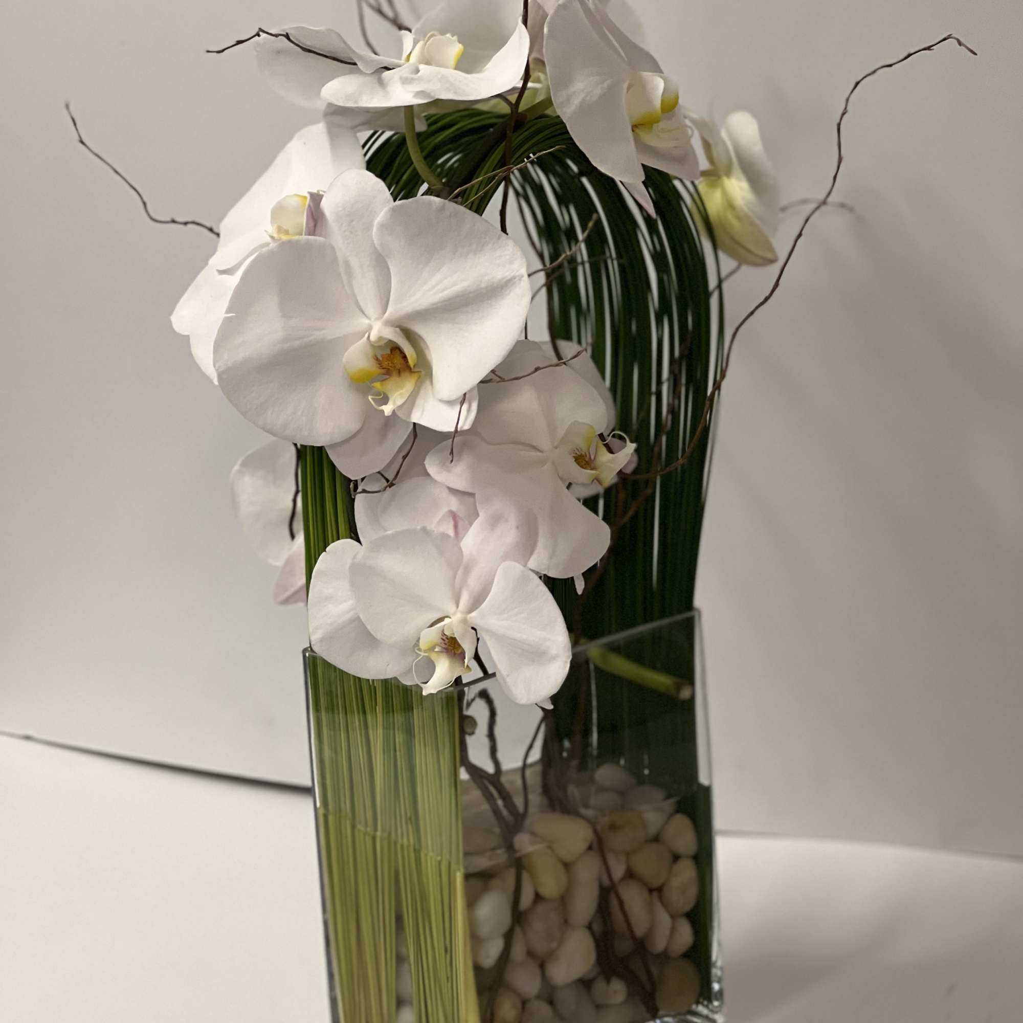 Elegant display of cut stem white orchid phalaenopsis captured by Australian flexi, photo 2 of 6