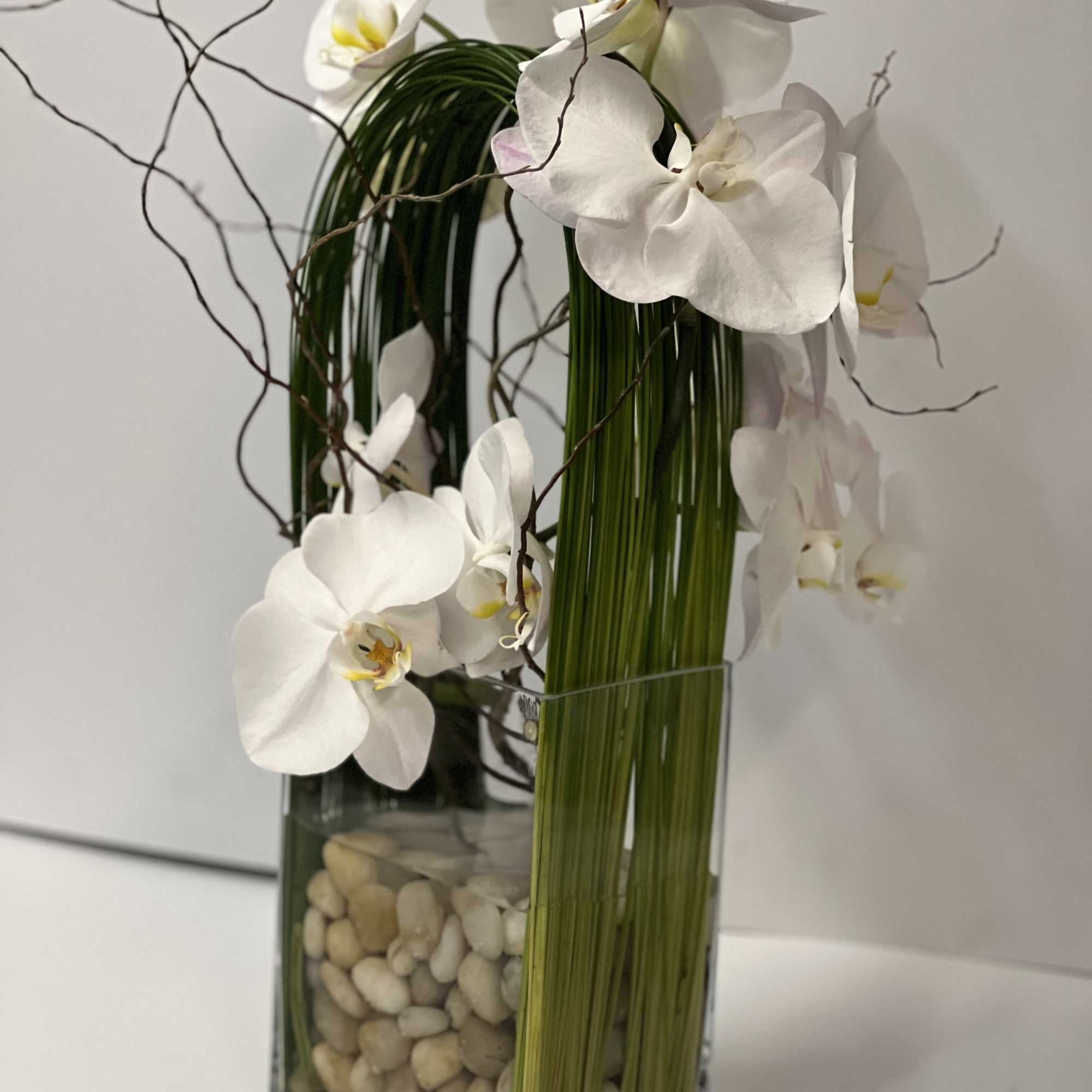Elegant display of cut stem white orchid phalaenopsis captured by Australian flexi, photo 4 of 6