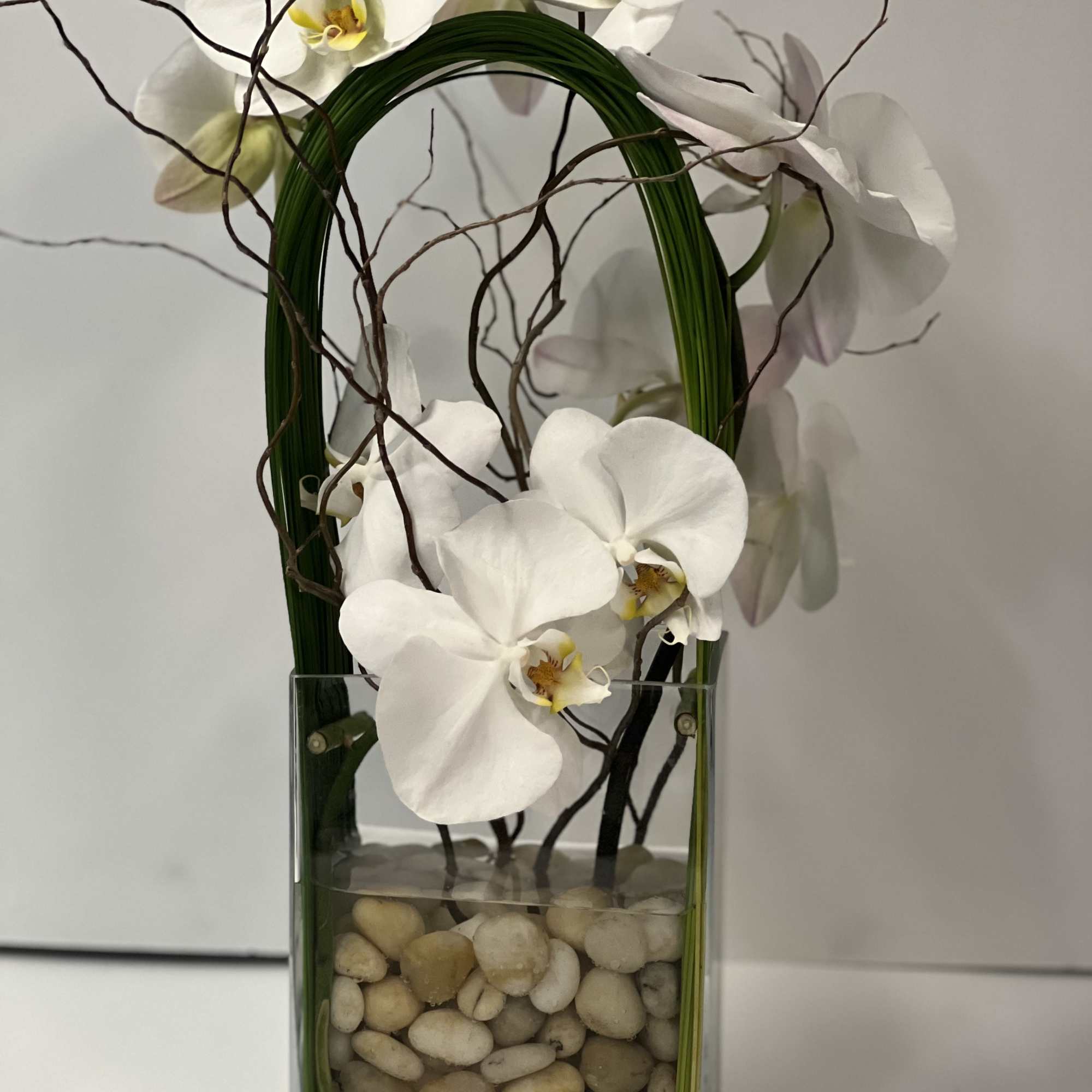 Elegant display of cut stem white orchid phalaenopsis captured by Australian flexi