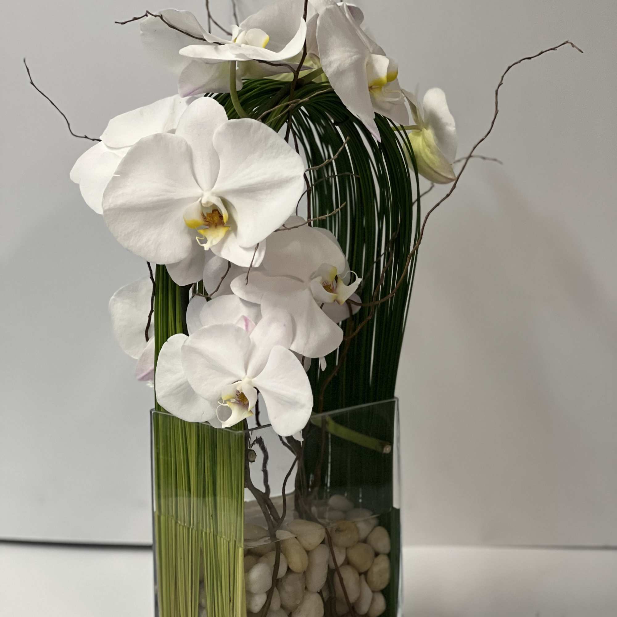 Elegant display of cut stem white orchid phalaenopsis captured by Australian flexi, photo 6 of 6
