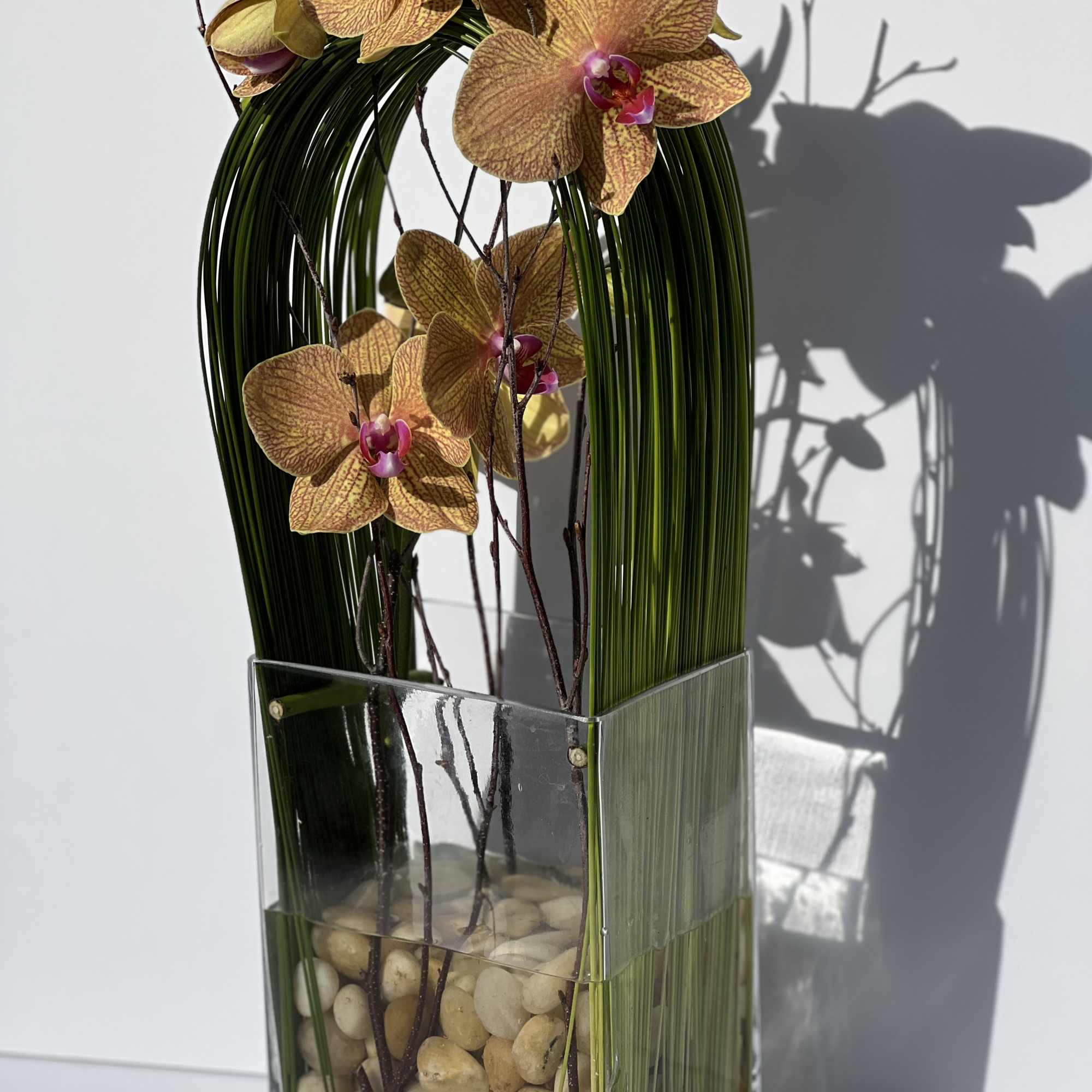 Elegant display of cut stem white orchid phalaenopsis captured by Australian flexi, photo 2 of 9