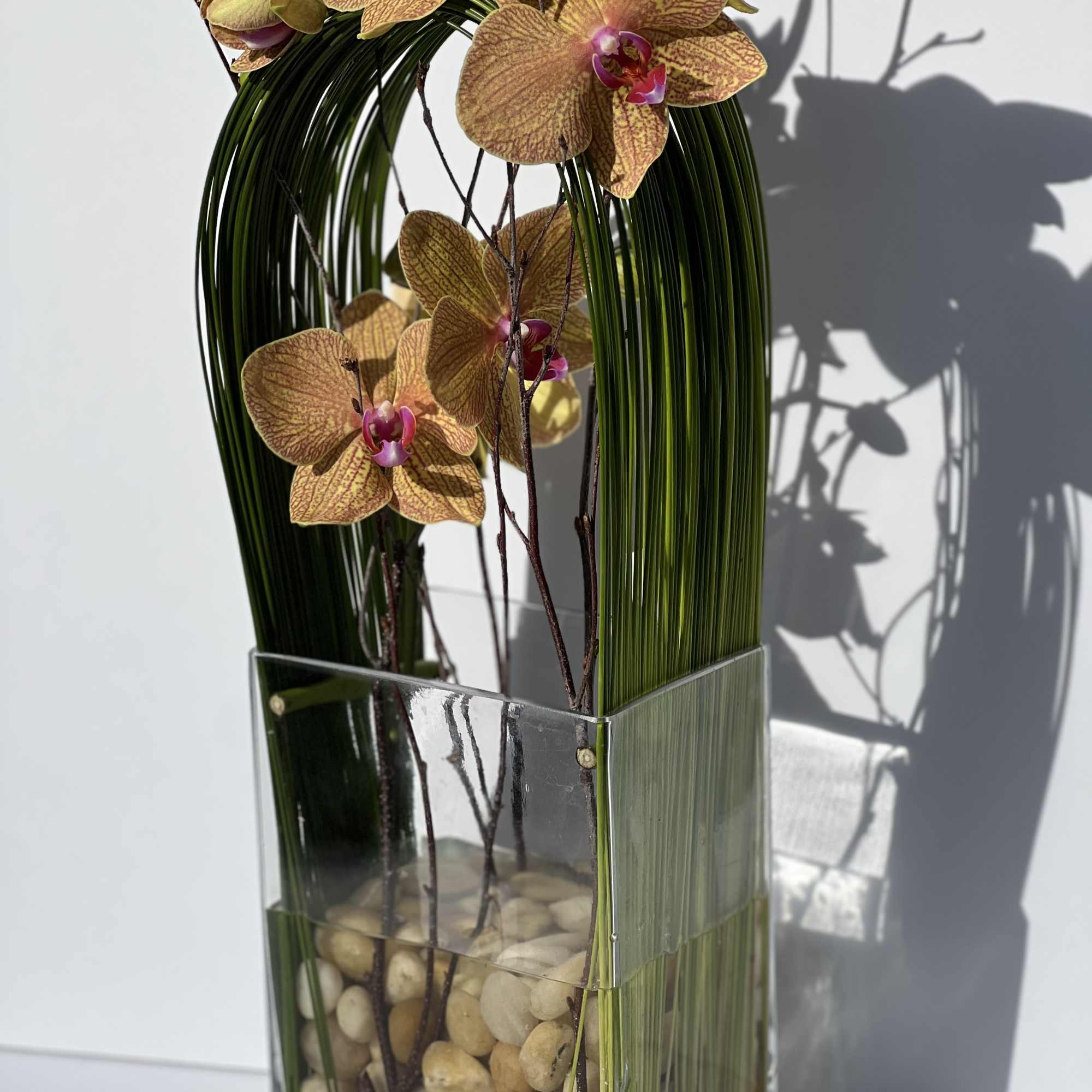 Elegant display of cut stem white orchid phalaenopsis captured by Australian flexi, photo 5 of 9