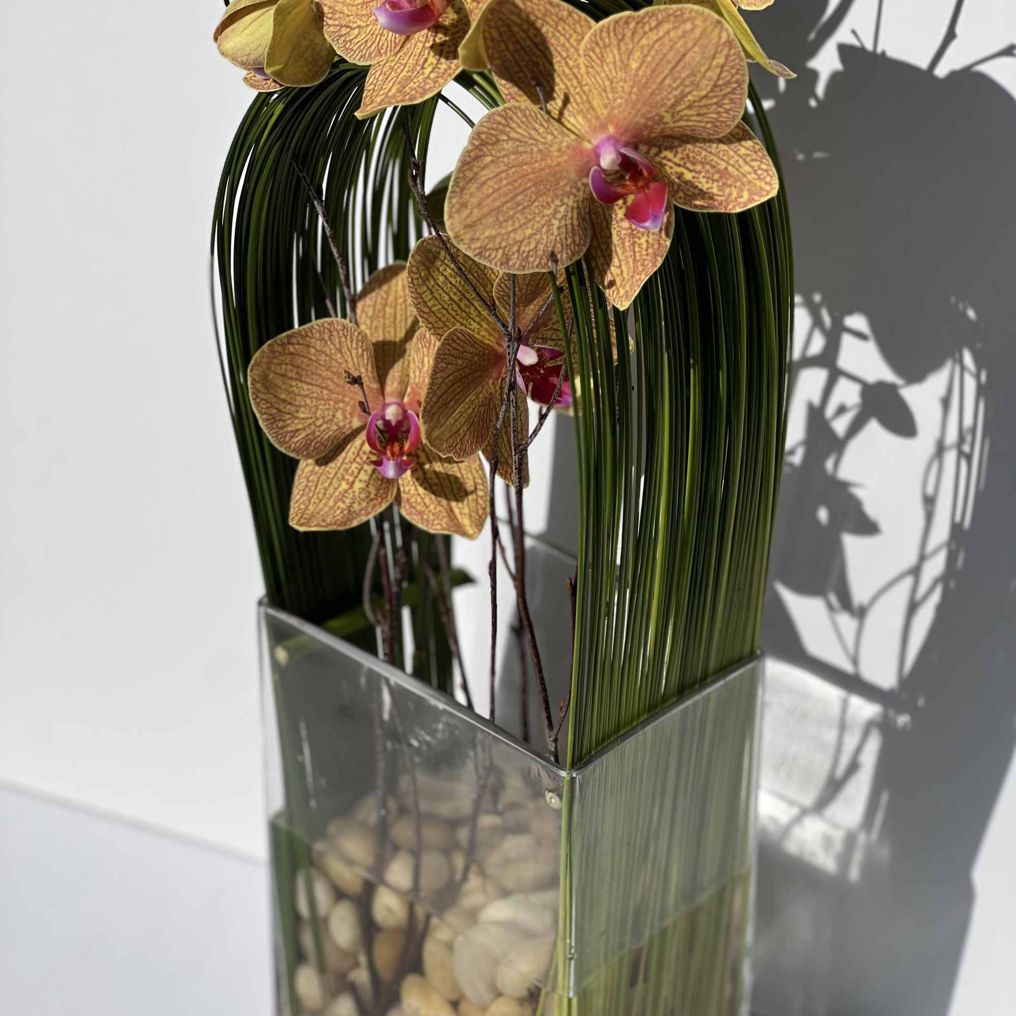 Elegant display of cut stem white orchid phalaenopsis captured by Australian flexi, photo 8 of 9