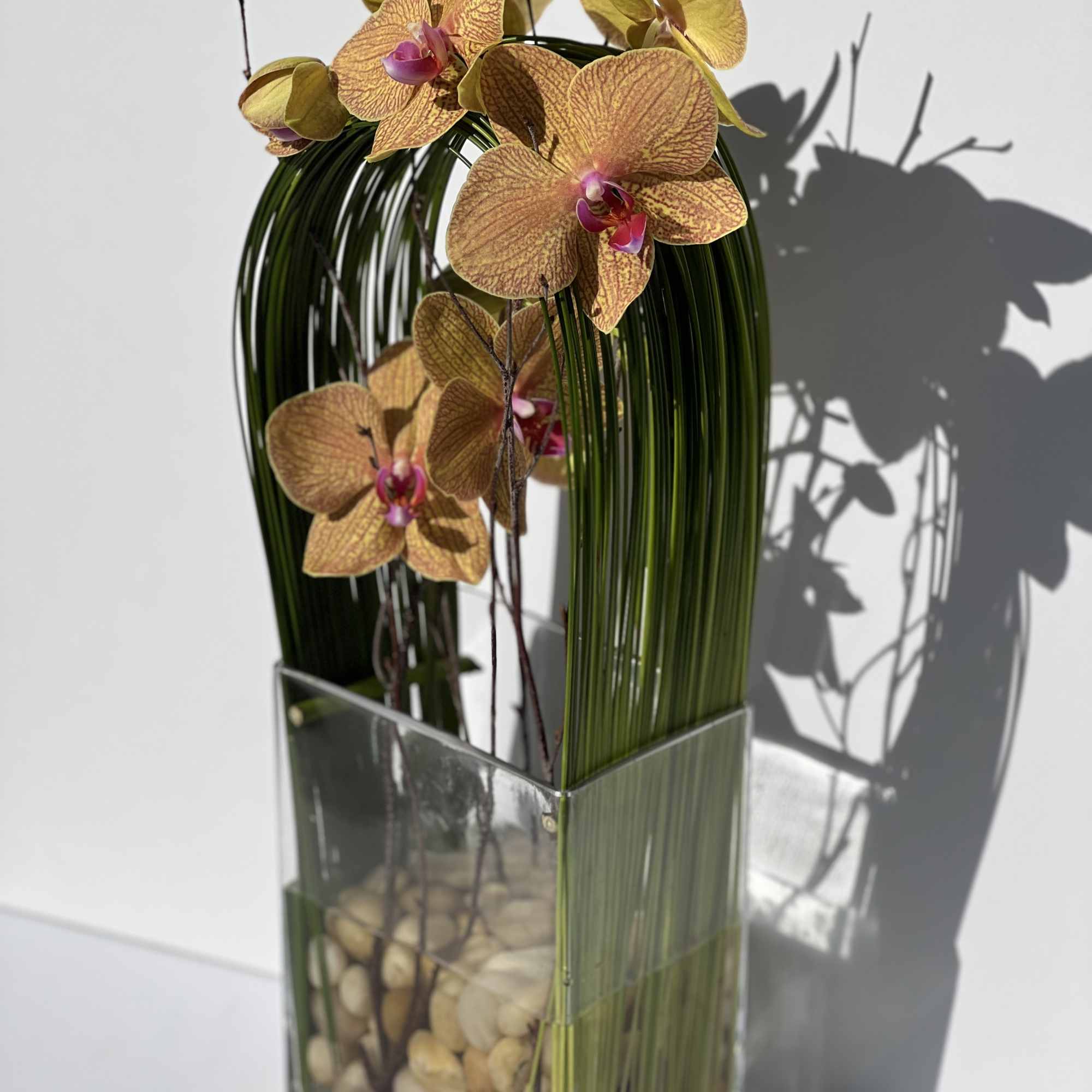 Elegant display of cut stem white orchid phalaenopsis captured by Australian flexi, photo 9 of 9