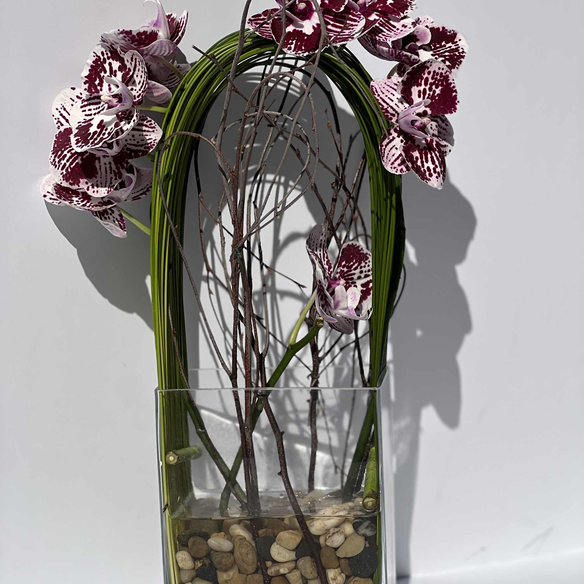 Elegant display of cut stem white orchid phalaenopsis captured by Australian flexi, photo 9 of 10