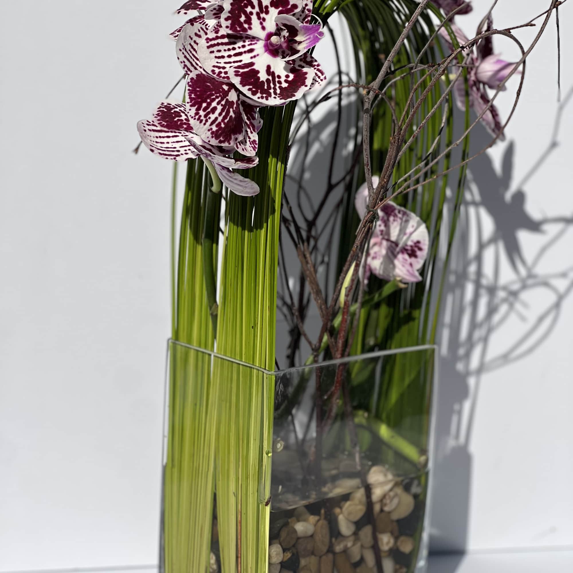 Elegant display of cut stem white orchid phalaenopsis captured by Australian flexi, photo 3 of 10