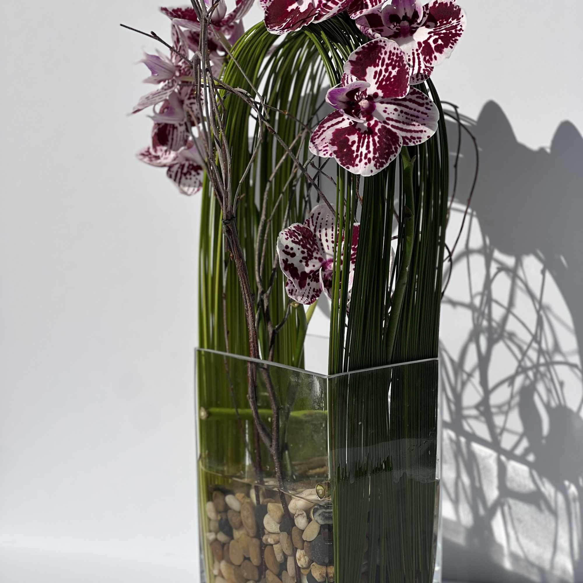 Elegant display of cut stem white orchid phalaenopsis captured by Australian flexi, photo 5 of 10