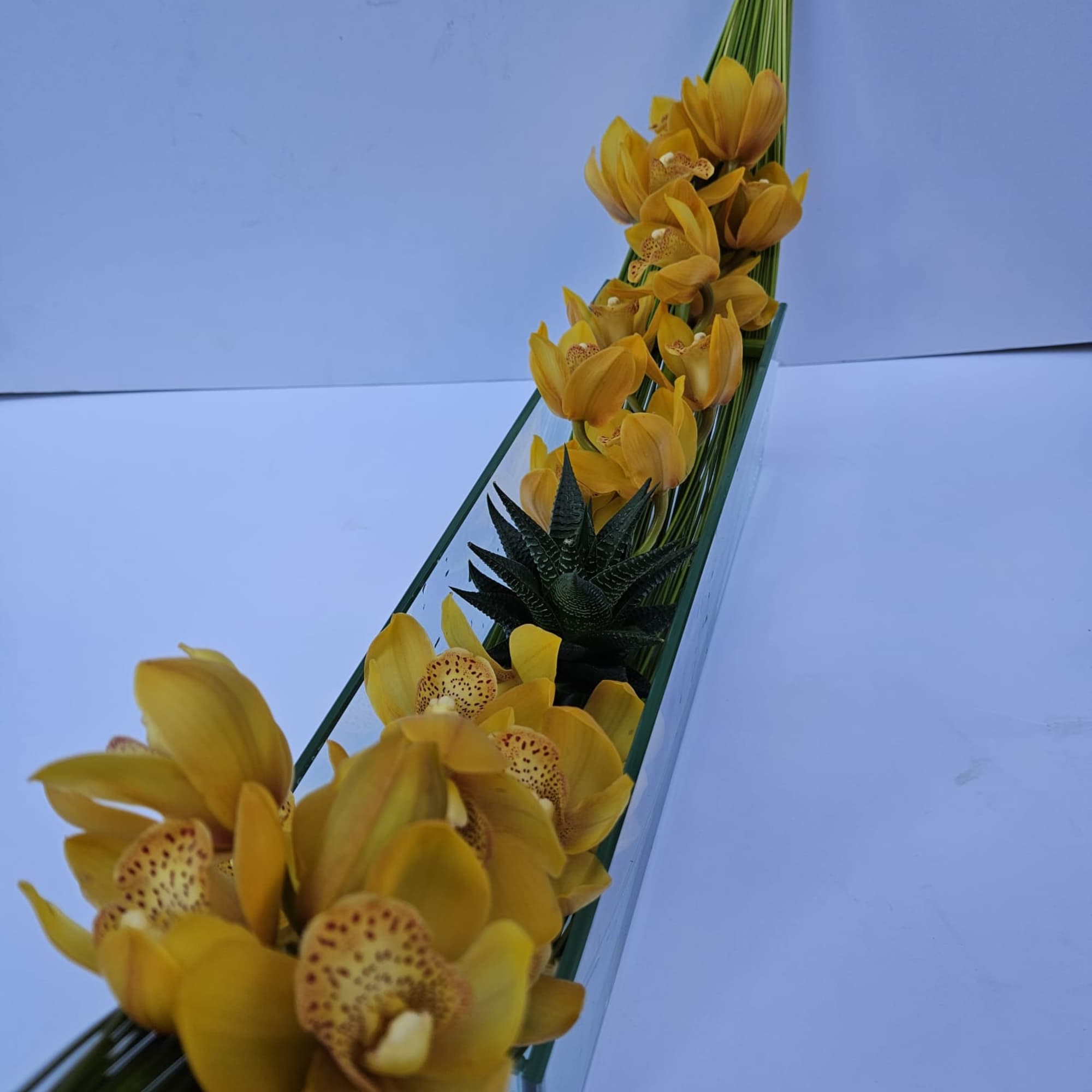 Cymbidium orchid with an aloe succulent over a hammock made by flexi, photo 6 of 6