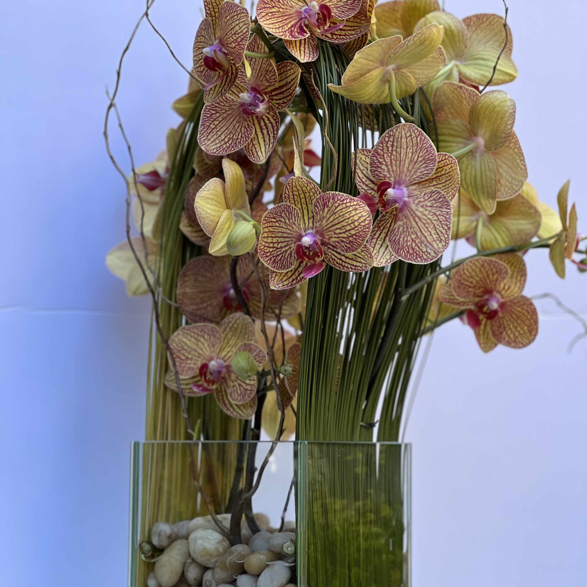 Elegant display of 4 stems long draping phalaenopsis orchid captured by Australian, photo 2 of 8