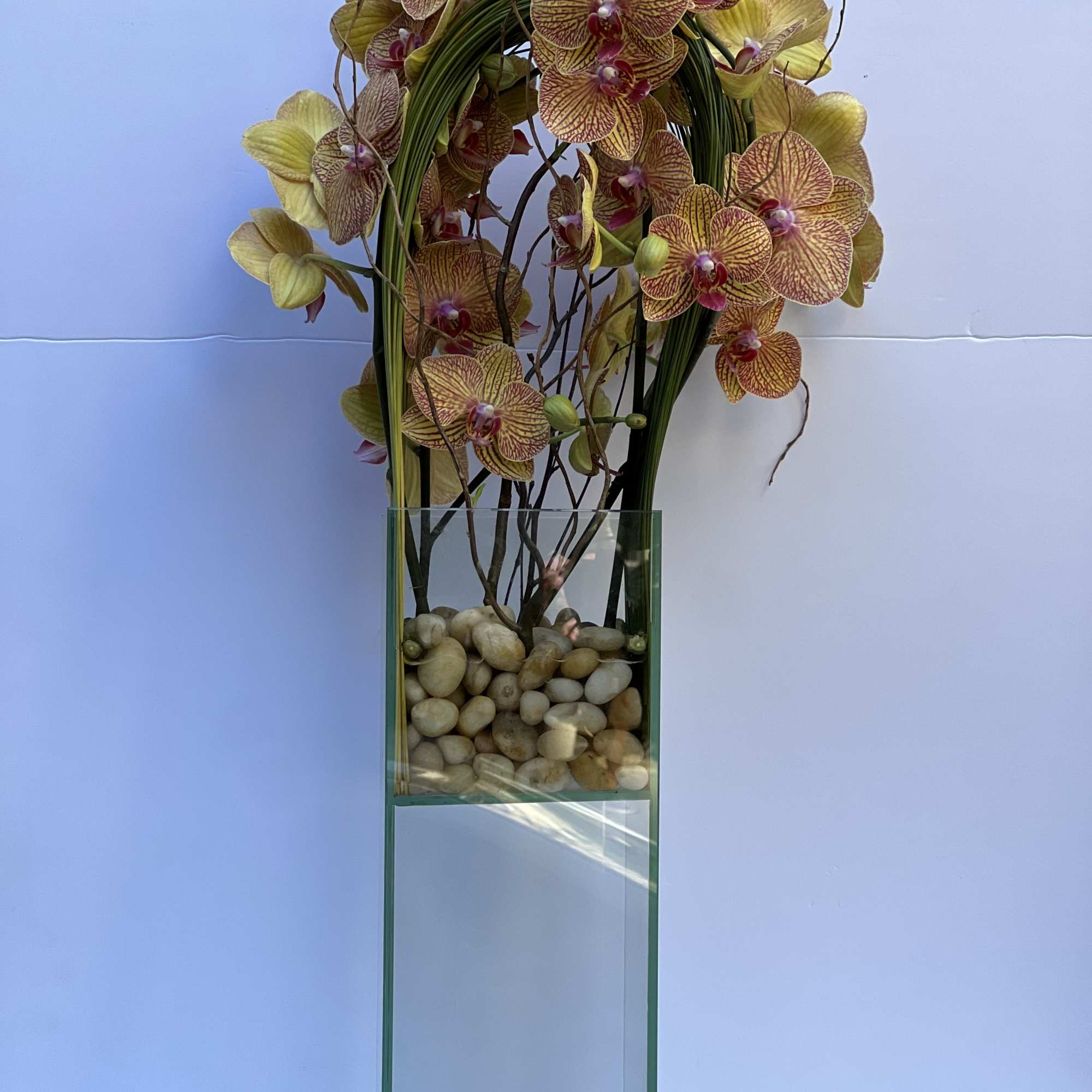Elegant display of 4 stems long draping phalaenopsis orchid captured by Australian