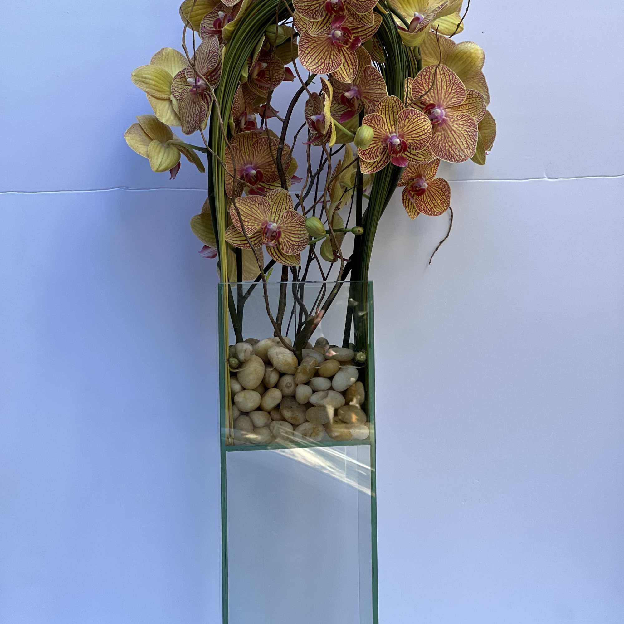 Elegant display of 4 stems long draping phalaenopsis orchid captured by Australian, photo 3 of 8