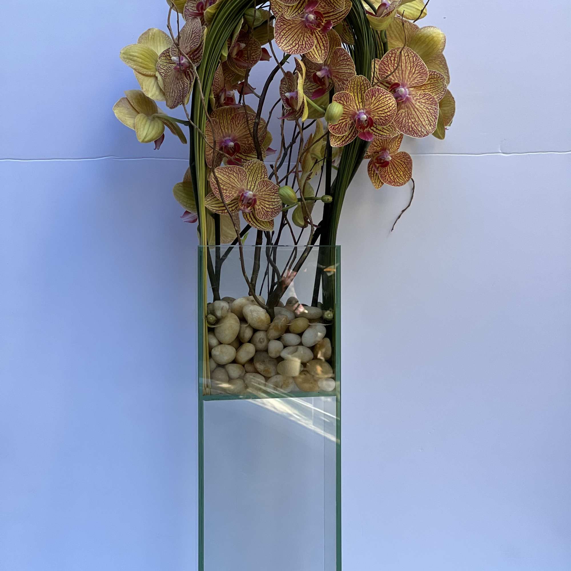 Elegant display of 4 stems long draping phalaenopsis orchid captured by Australian, photo 4 of 8