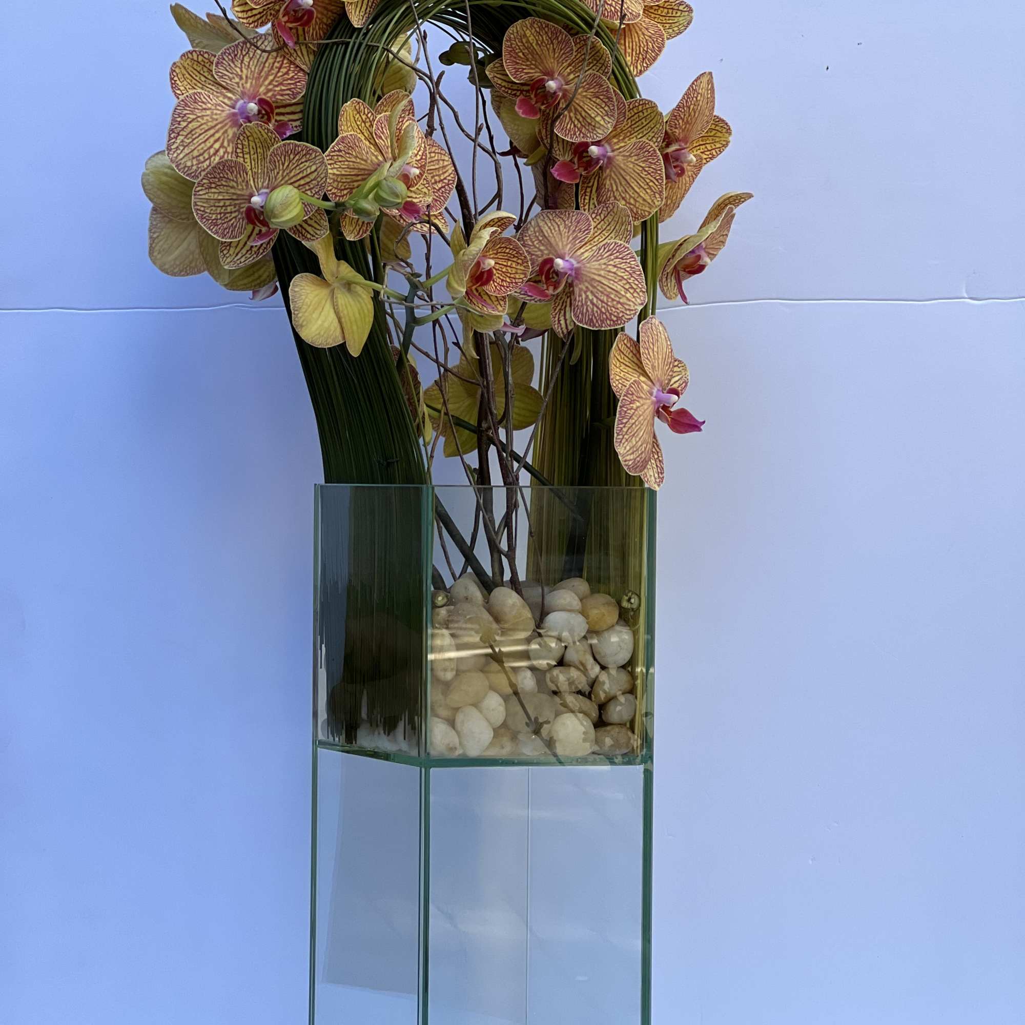Elegant display of 4 stems long draping phalaenopsis orchid captured by Australian, photo 6 of 8