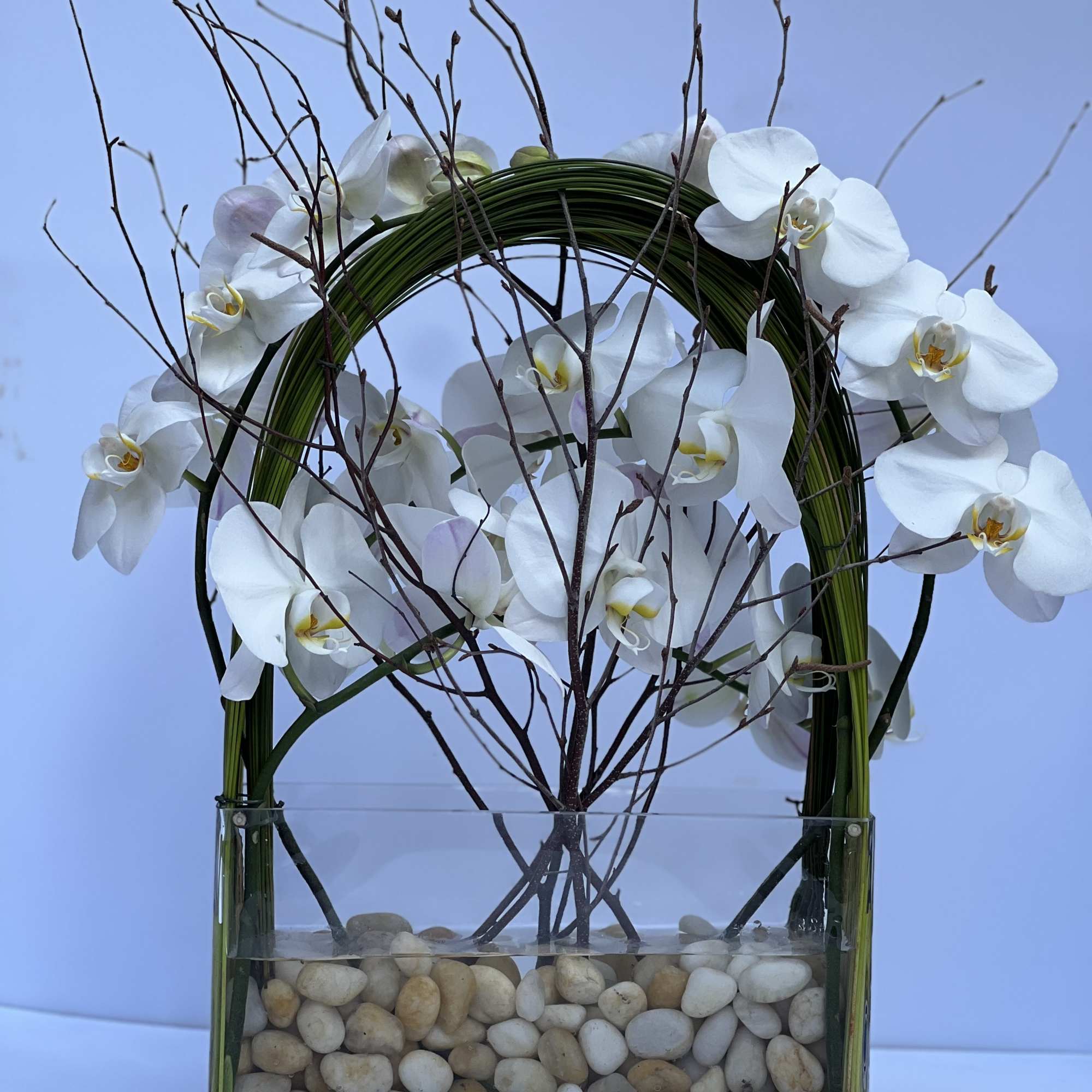 Elegant display of 4 stems long draping phalaenopsis orchid captured by Australian, photo 2 of 4